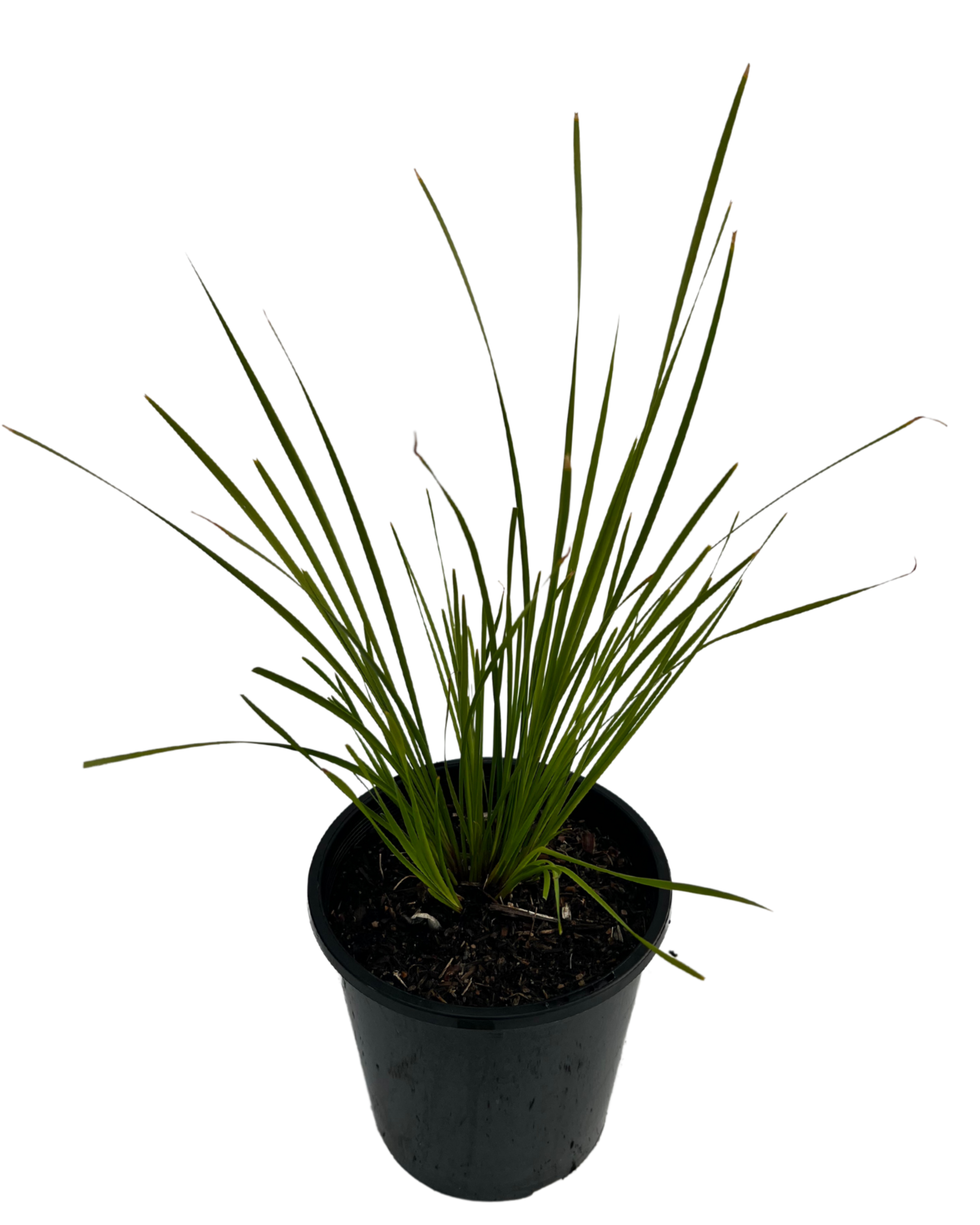 Lomandra Tanika