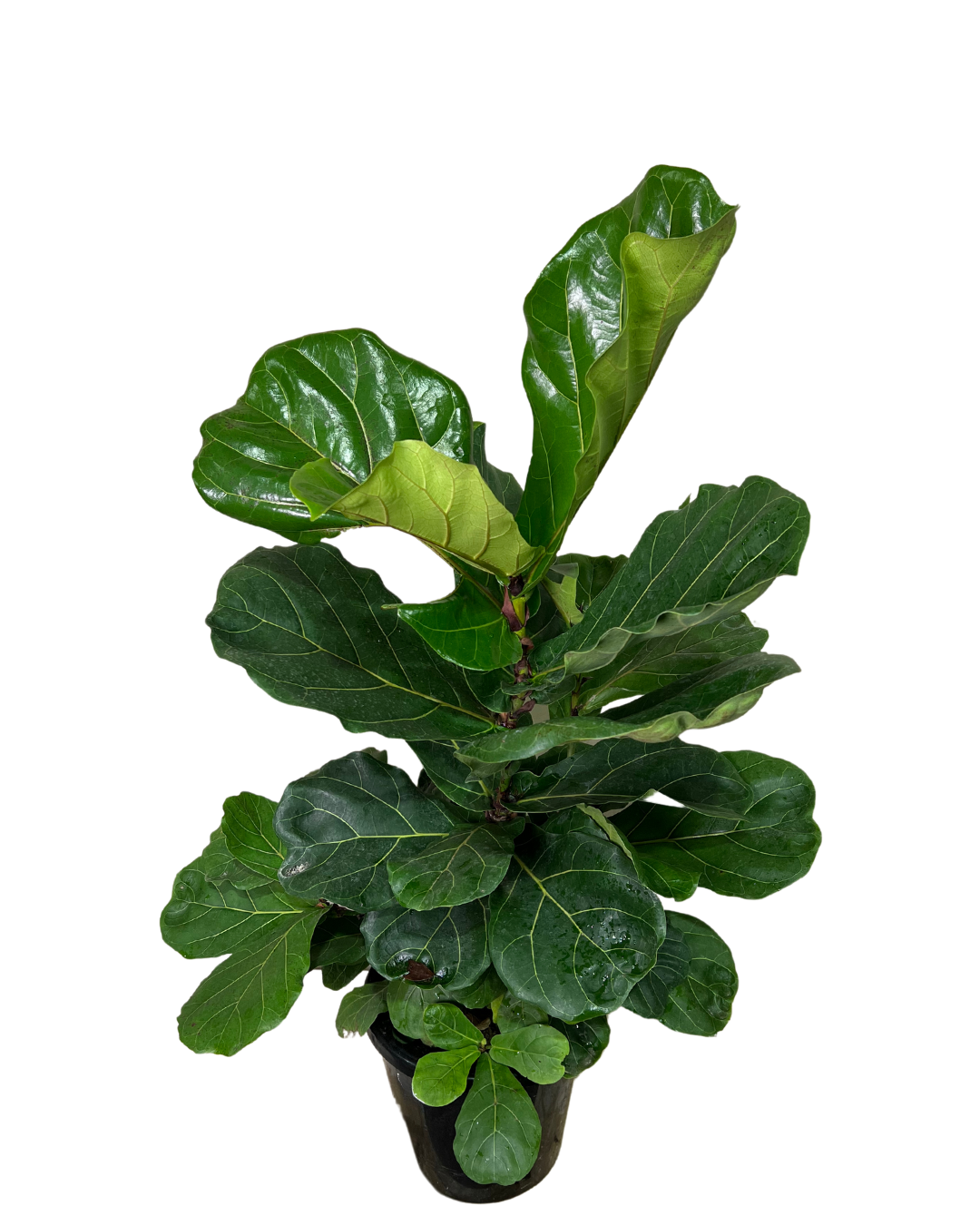 Fiddle Leaf Fig - Ficus Lyrata