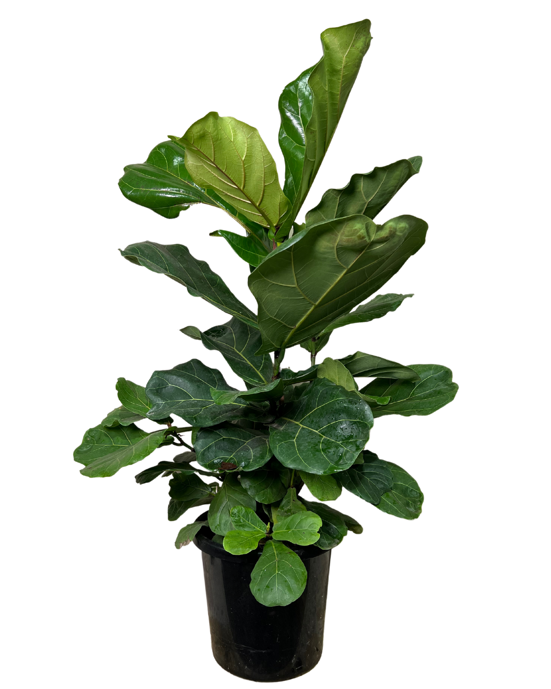 fiddle leaf fig hedge Ficus Lyrata | Indoor Plant Perth