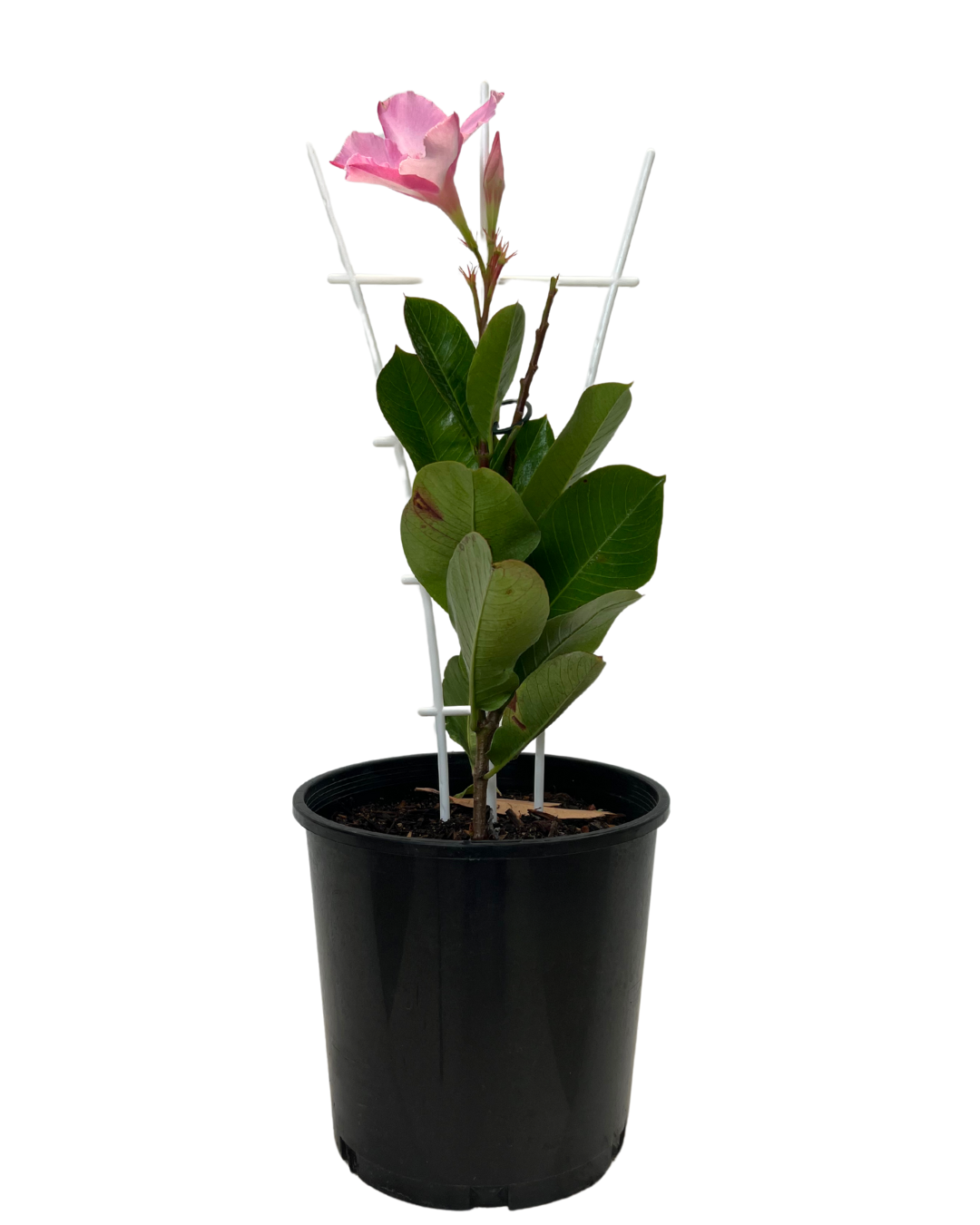 Mandevilla Rose Splash