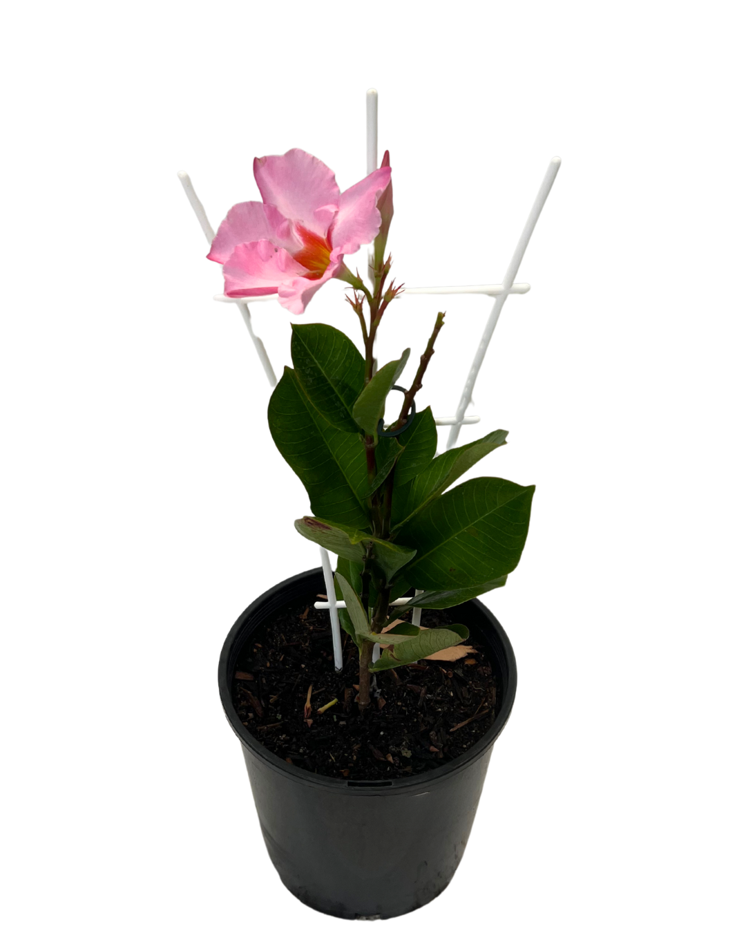 Mandevilla Rose Splash
