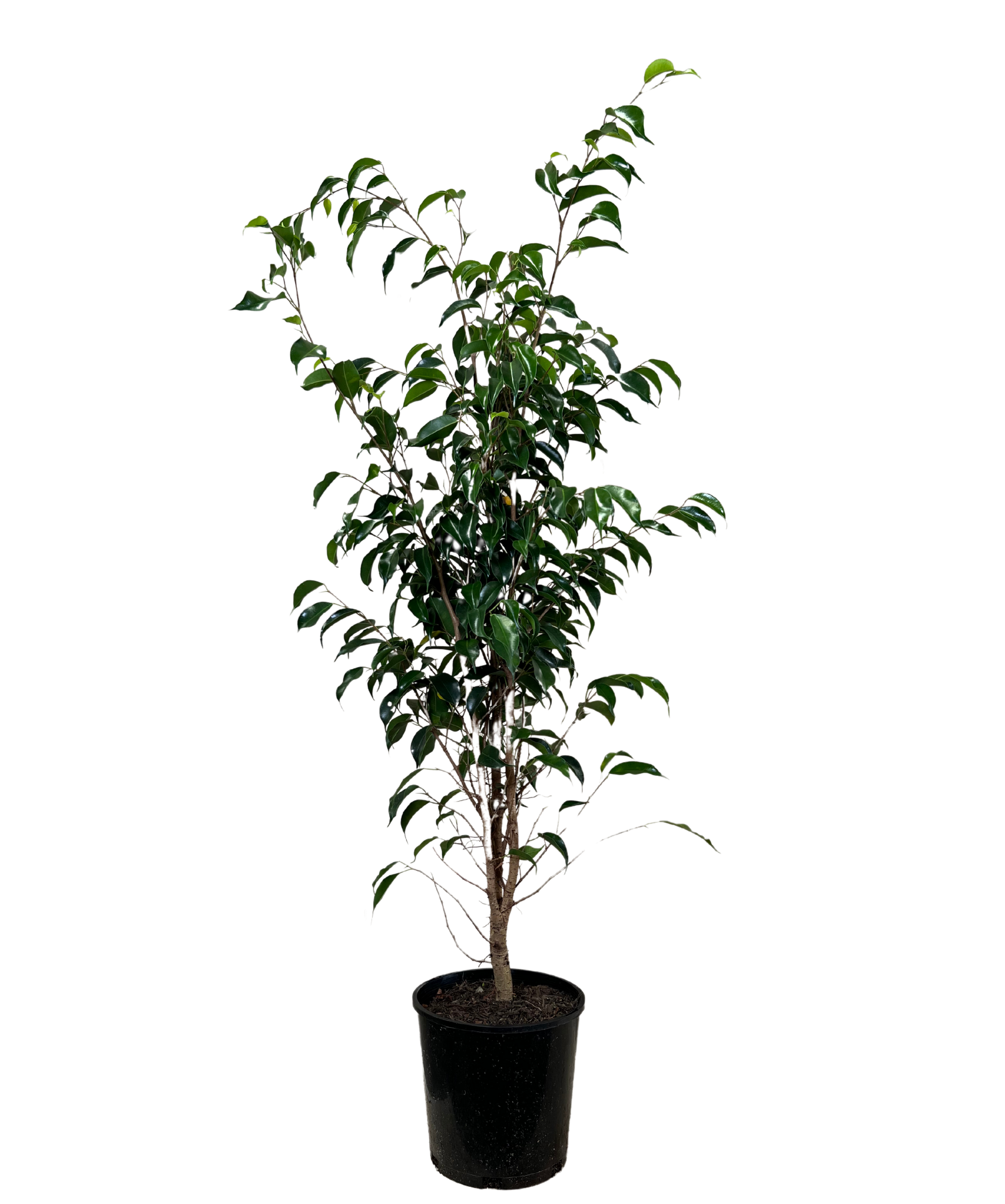 Ficus Midnight Beauty