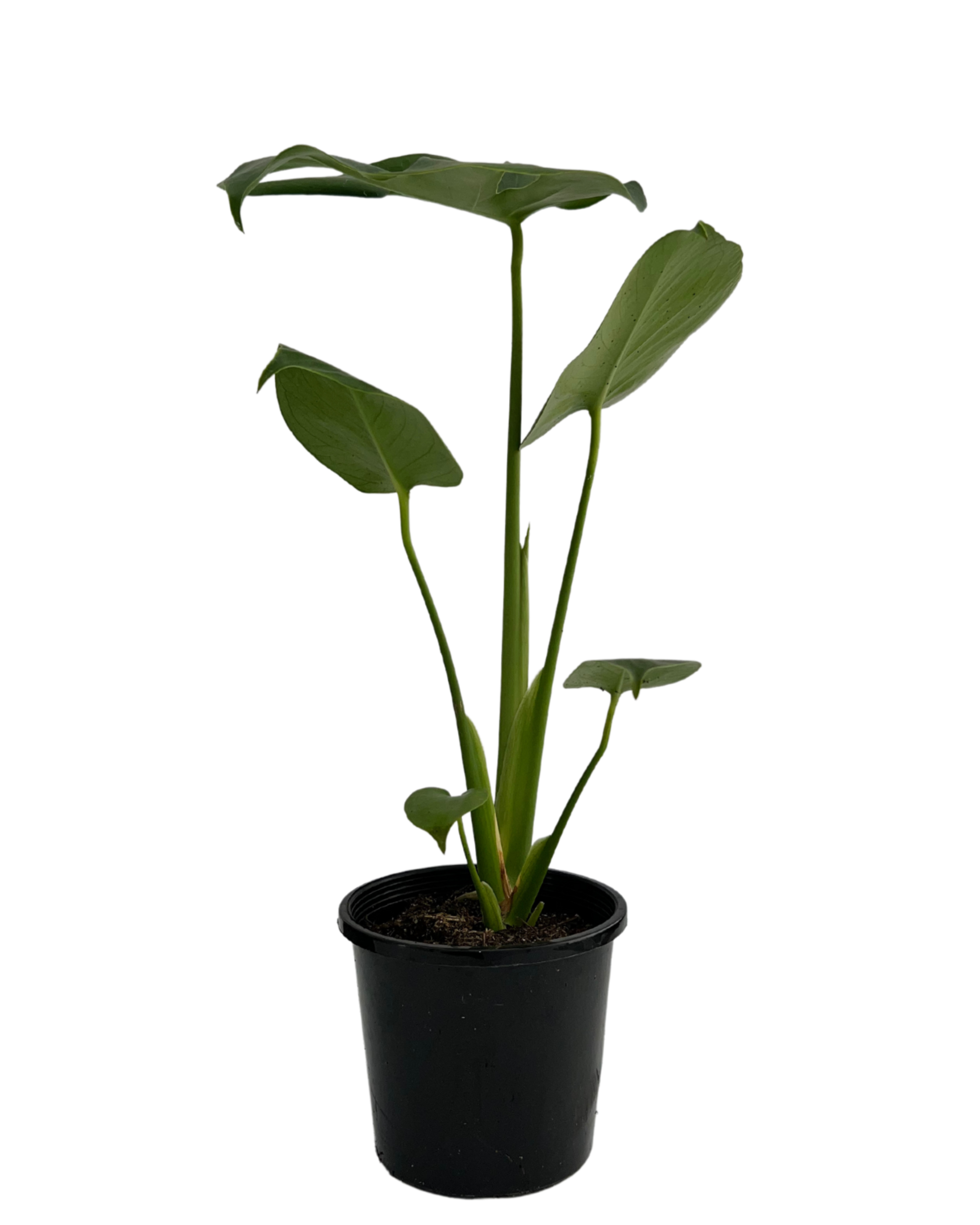 Monstera Deliciosa