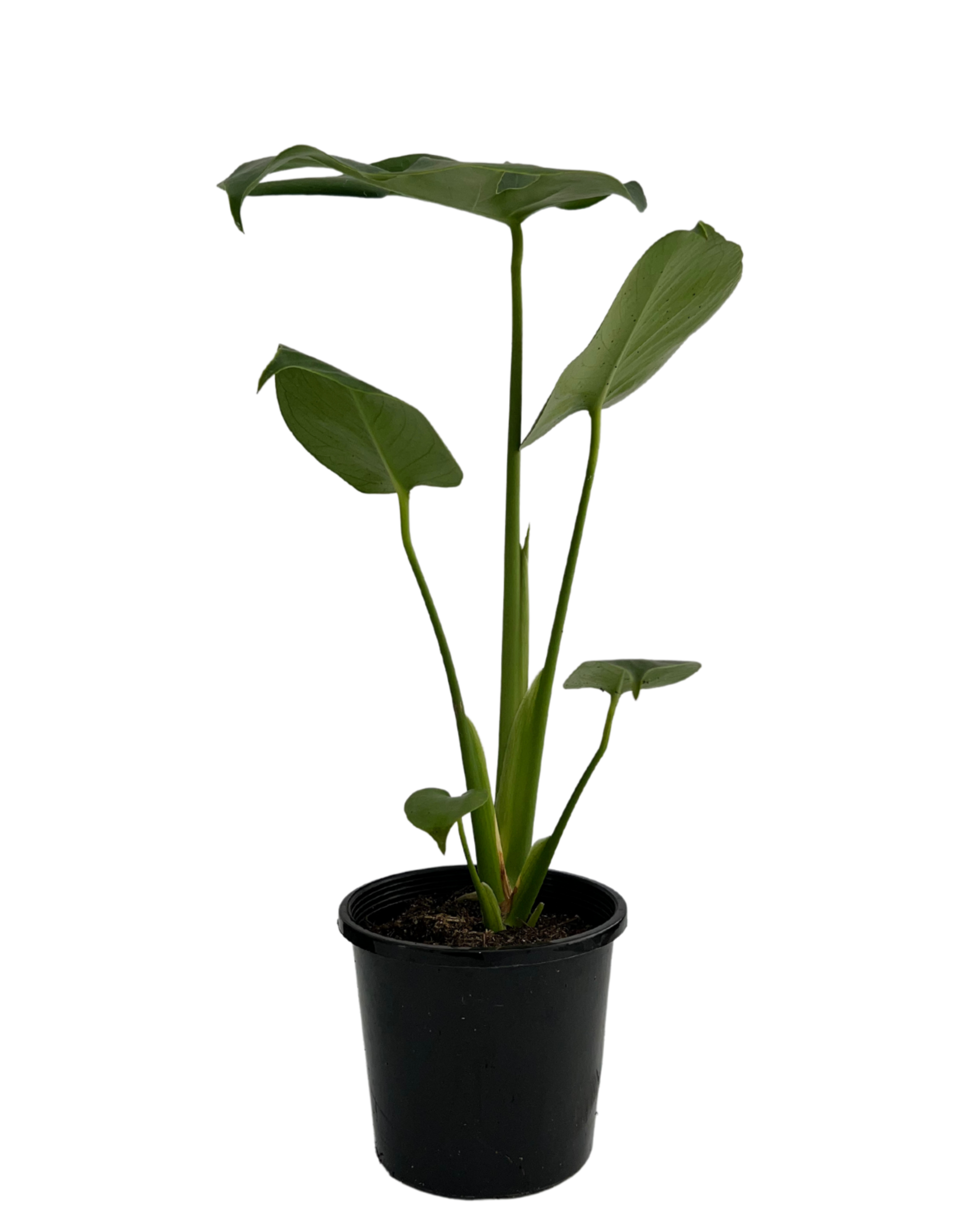 monstera deliciosa buy perth Monstera Deliciosa | Indoor Plant Perth