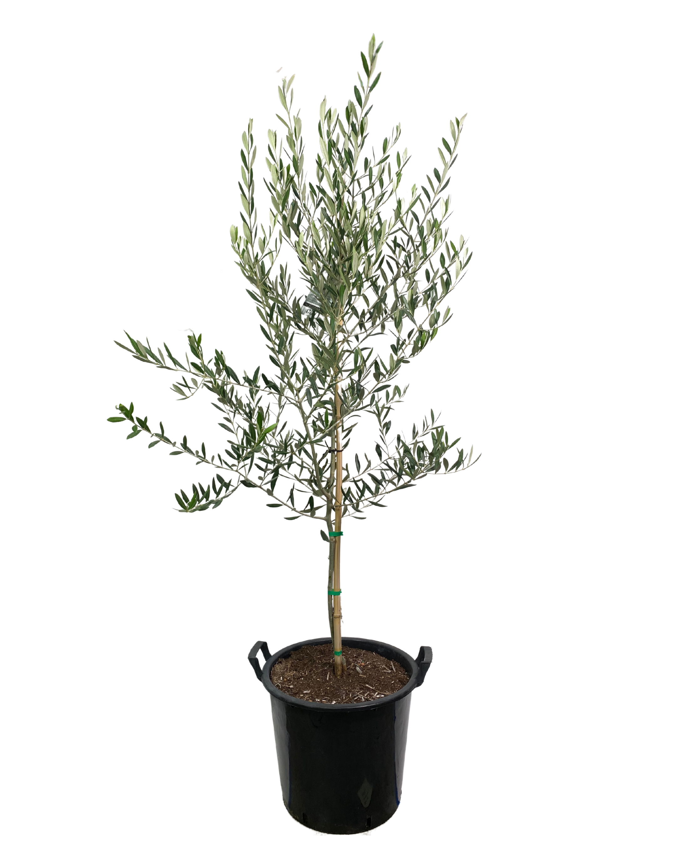 Olive - Olea Europaea Mission