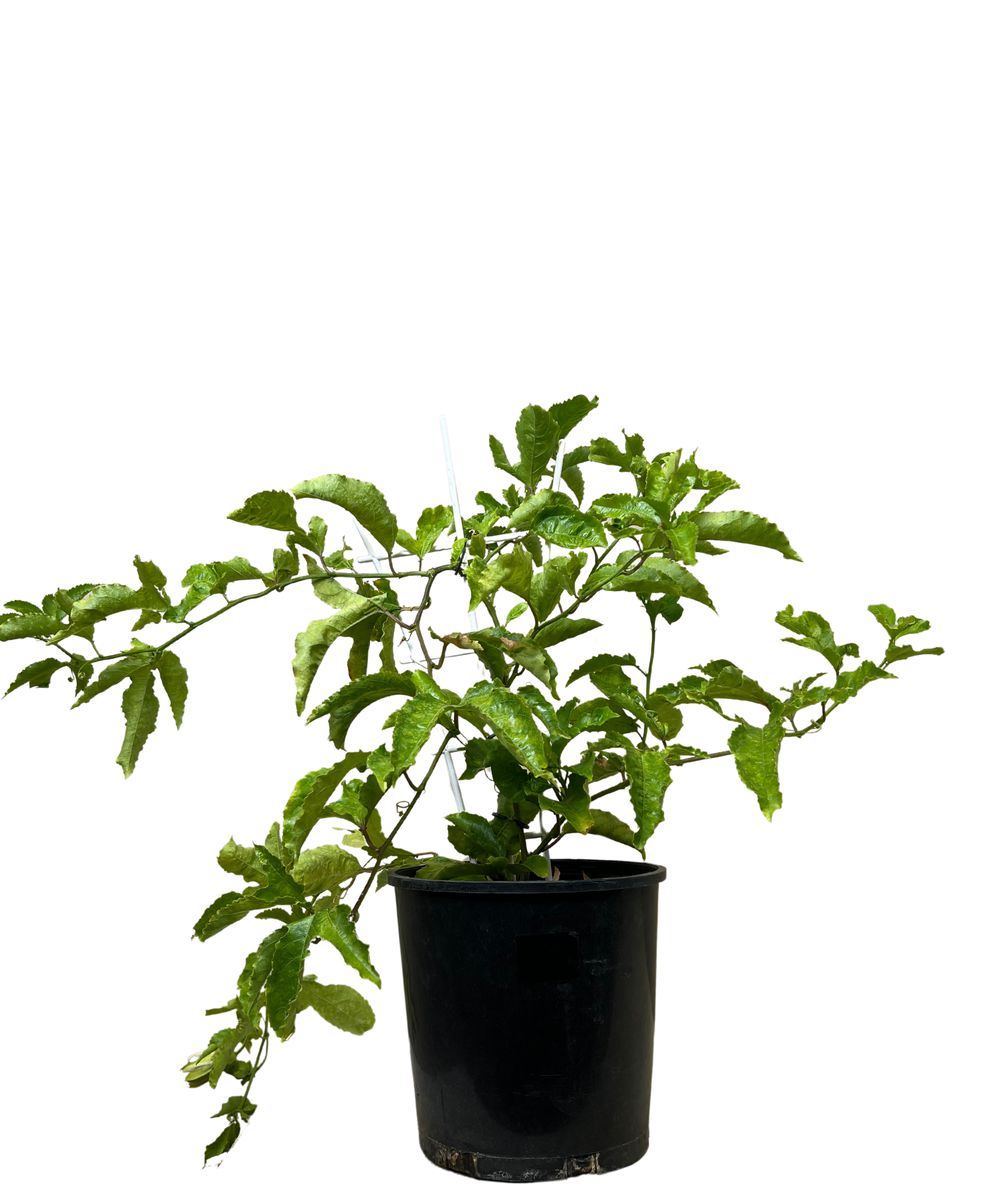 Passiflora Sunshine Special
