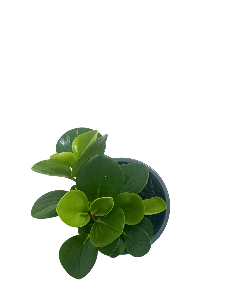 Peperomia Obtusifolia in a 100mm pot, viewed from above