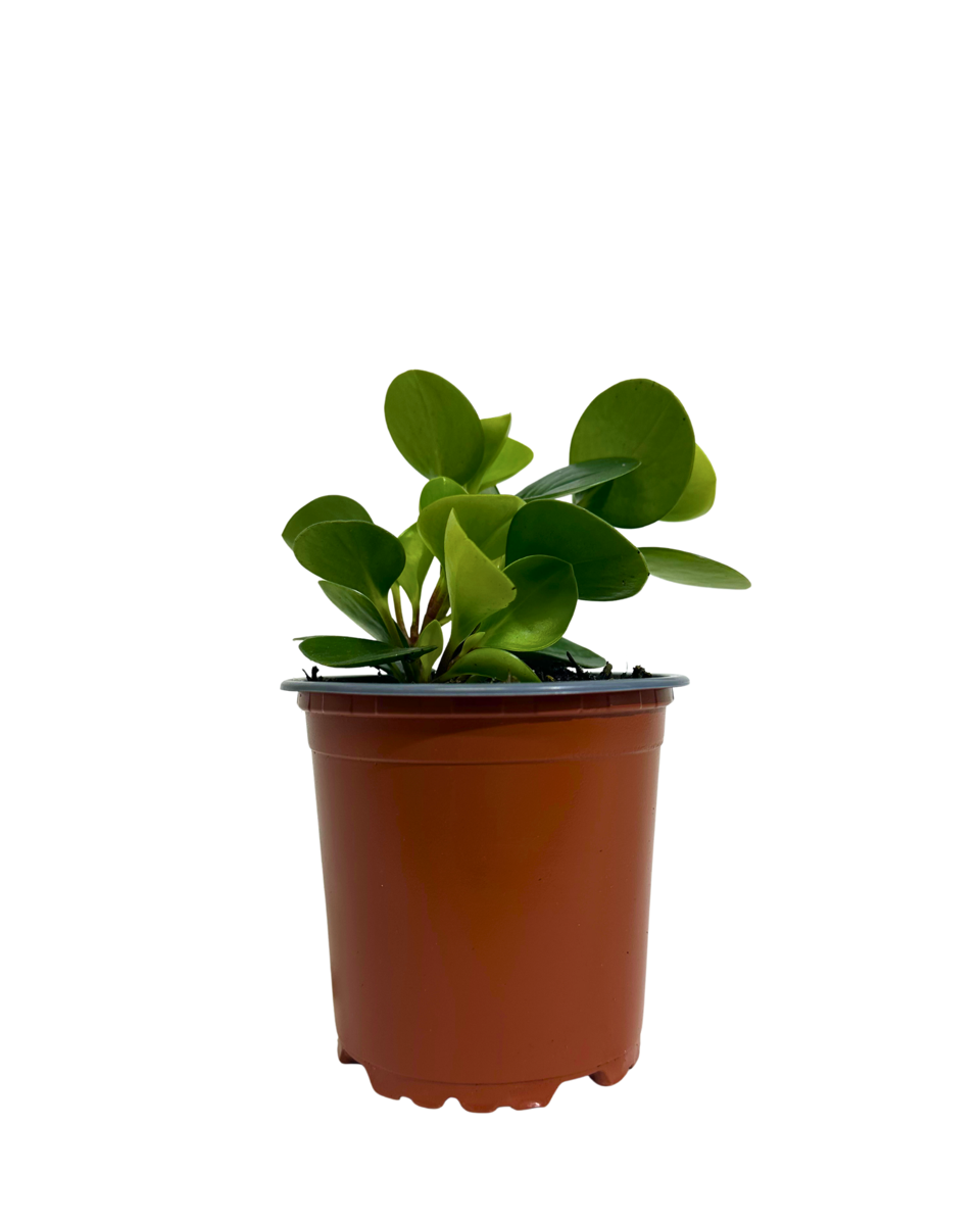 Peperomia Obtusifolia in a 100mm pot