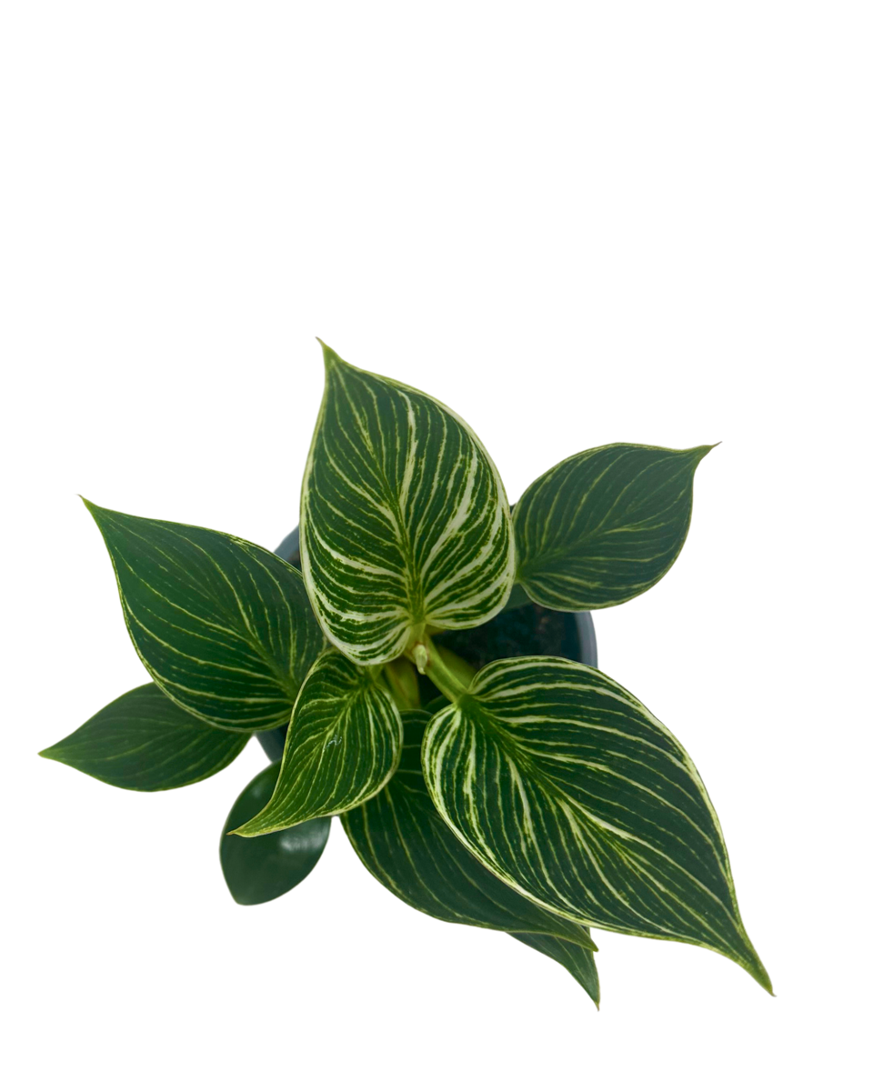 Philodendron Birkin in a 100mm pot, viewed from above