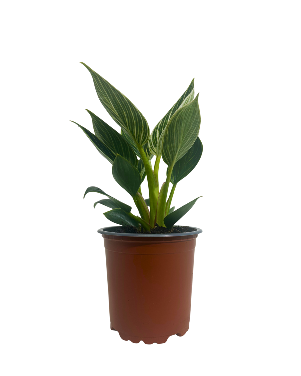 Philodendron Birkin in a 100mm pot