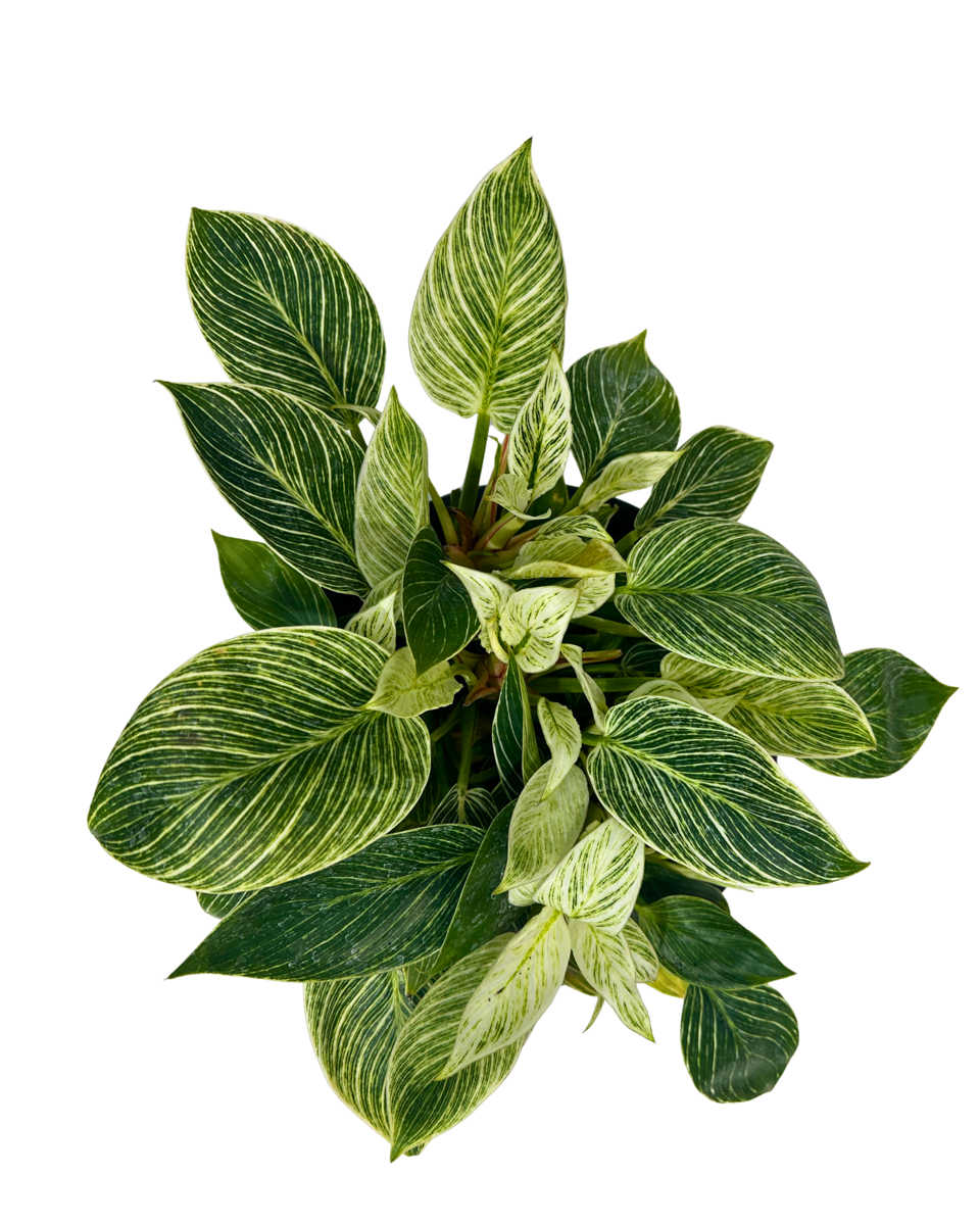 Philodendron Birkin viewed from above