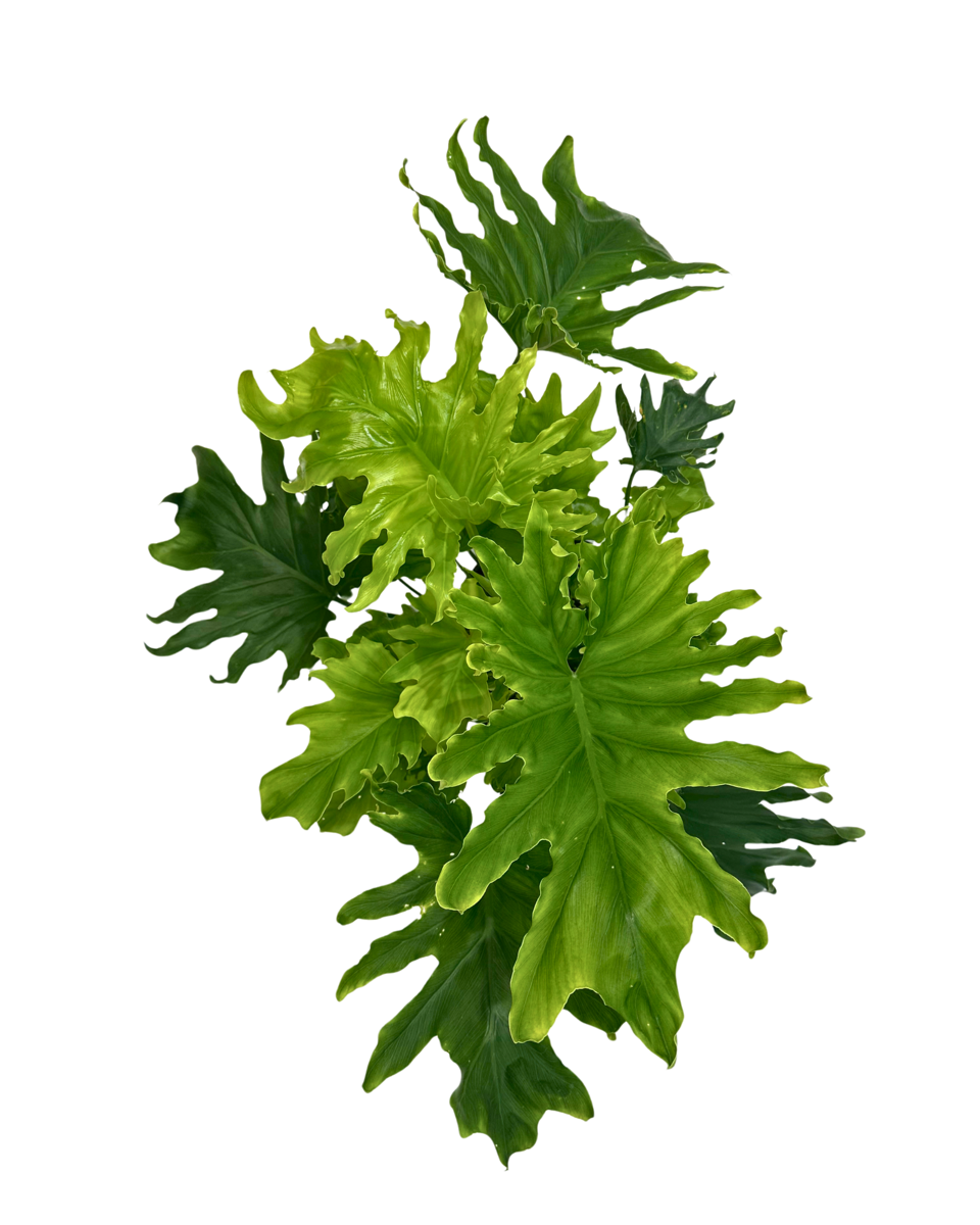 Philodendron Lickety Split viewed from above