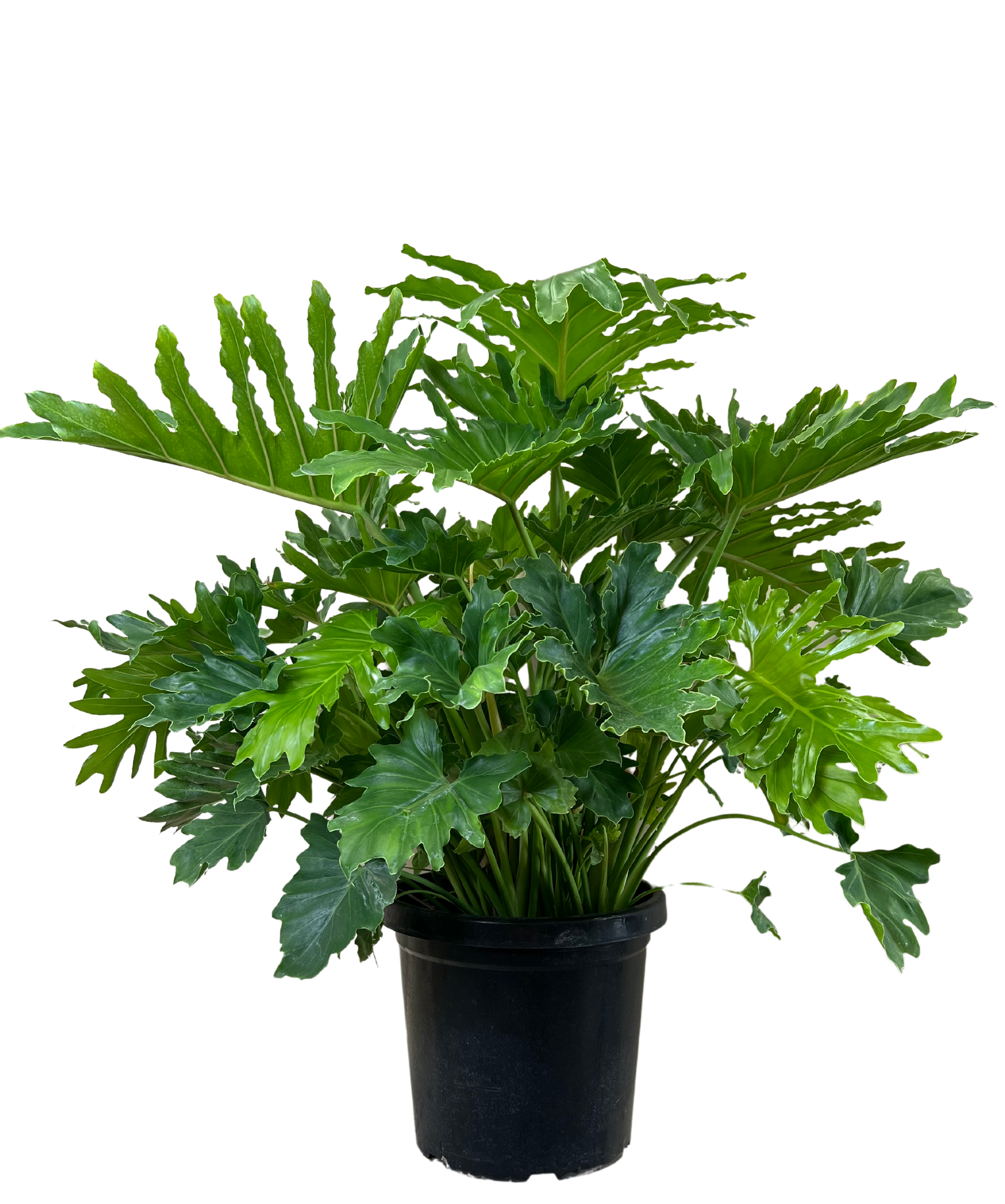 philodendron shangri la outdoors Philodendron Shangri La | Indoor Plant Perth