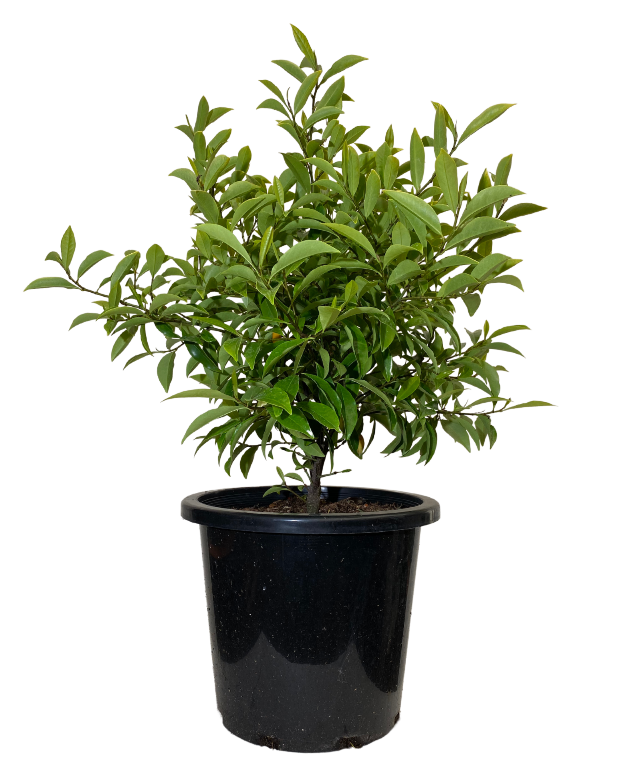 Port Wine Magnolia - Michelia Figo