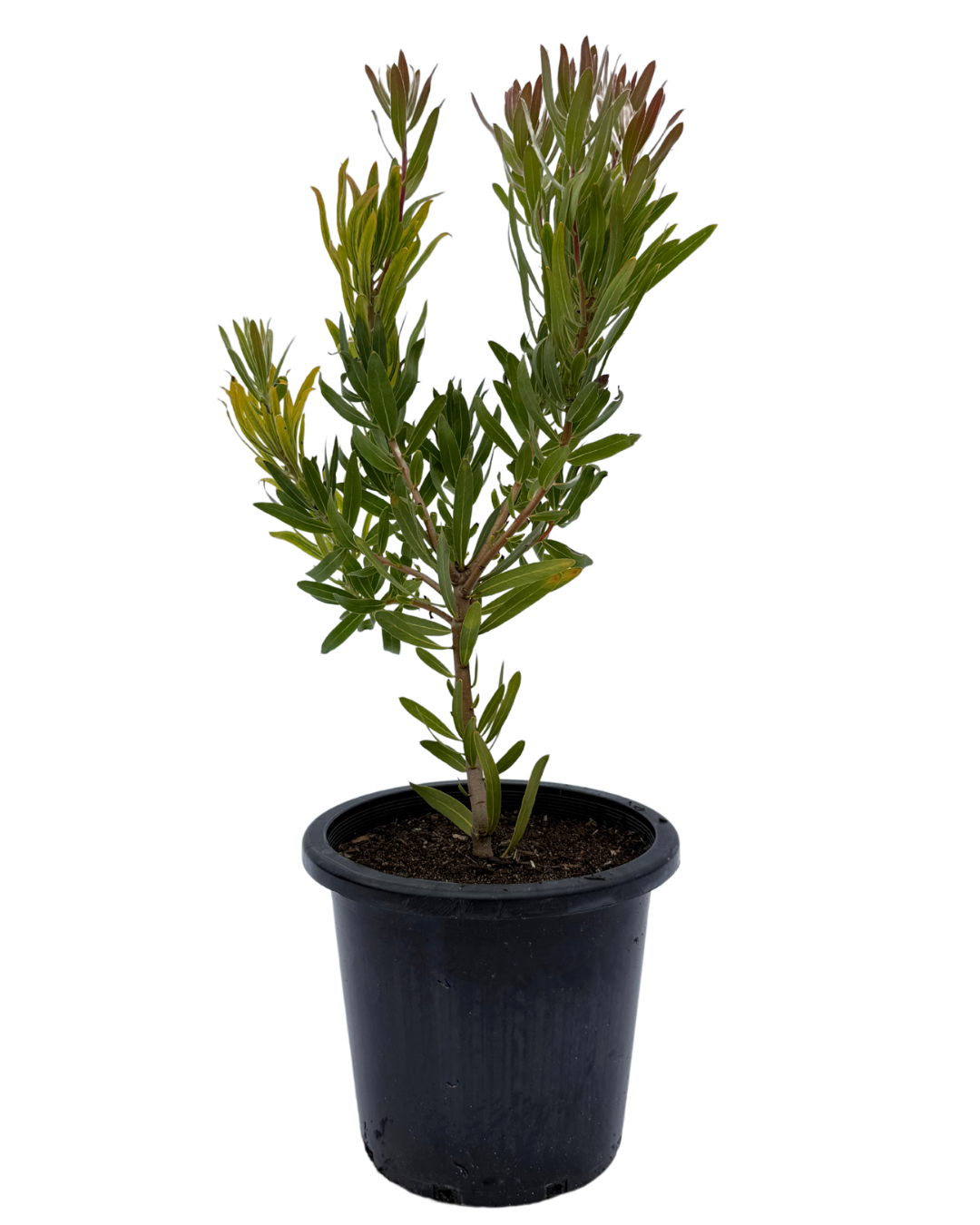 Protea Nerifolia Jade