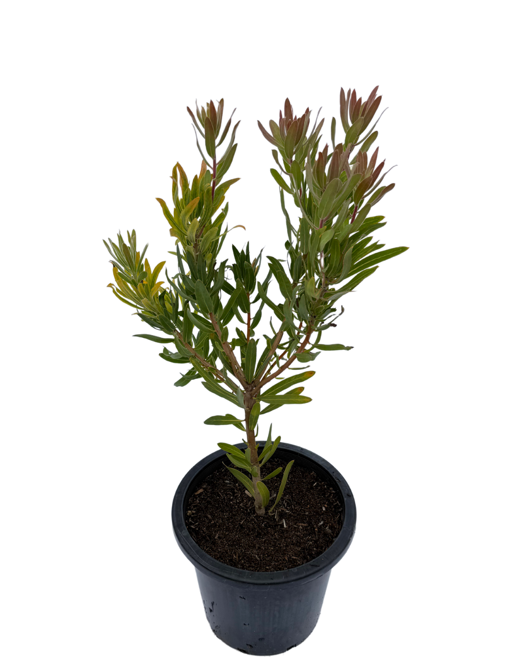 Protea Nerifolia Jade