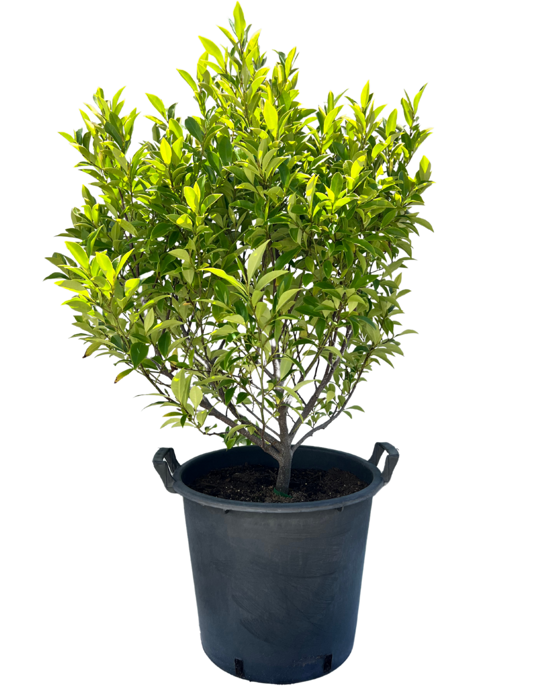 Port Wine Magnolia - Michelia Figo