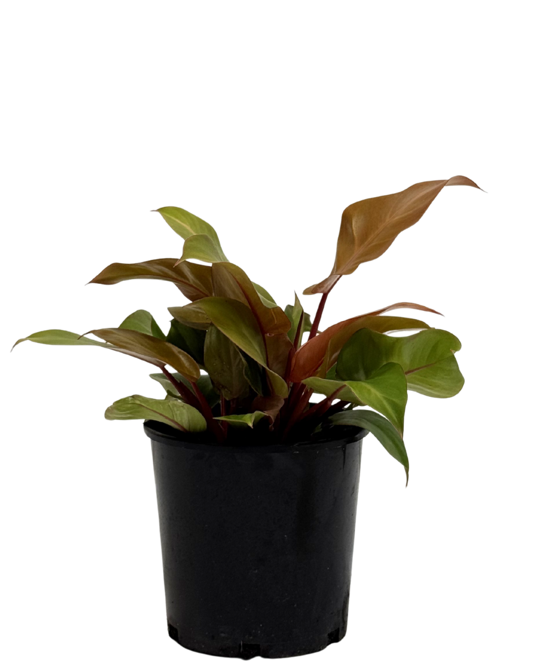 Philidendron Prince Of Orange