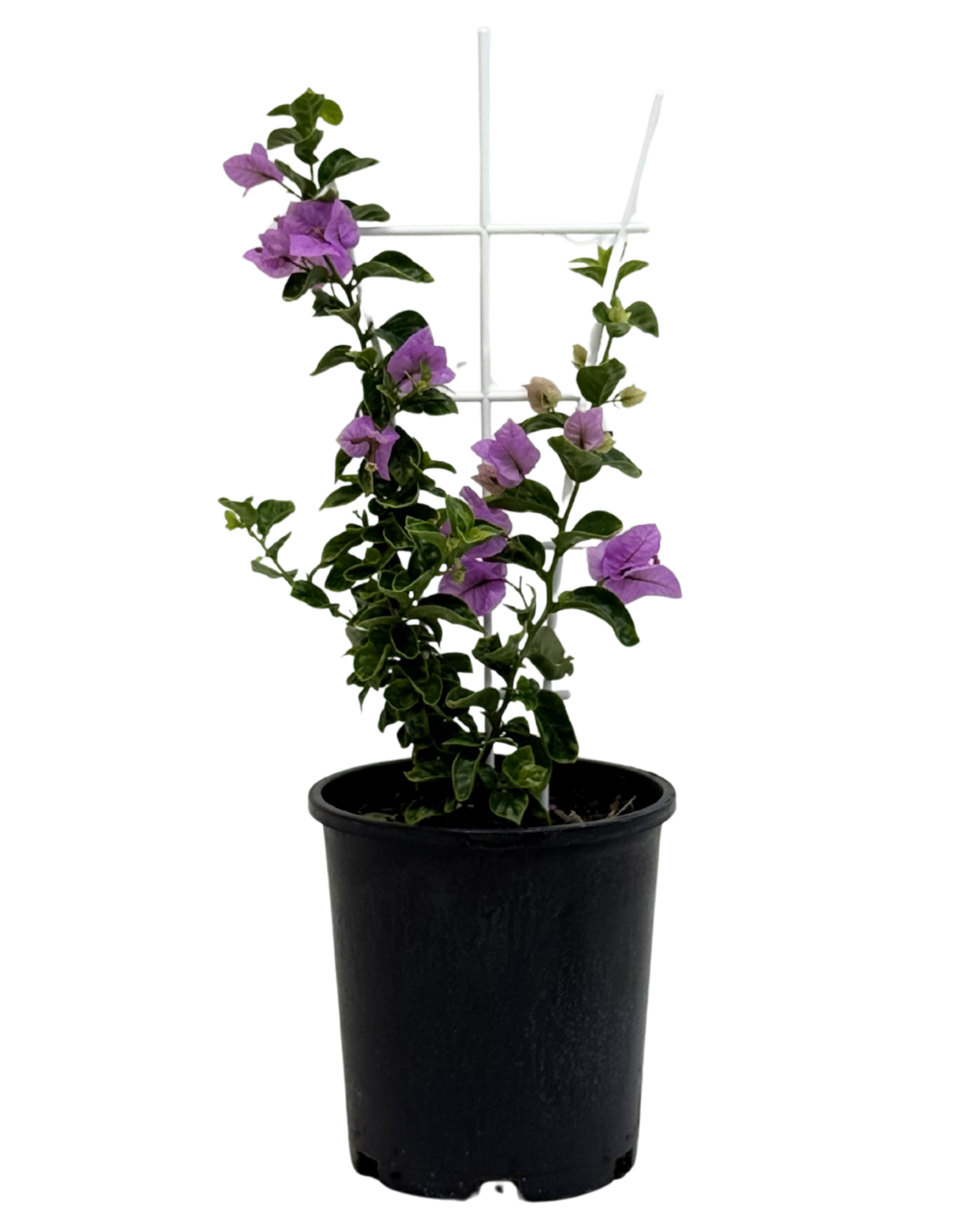 Bougainvillea Bluey