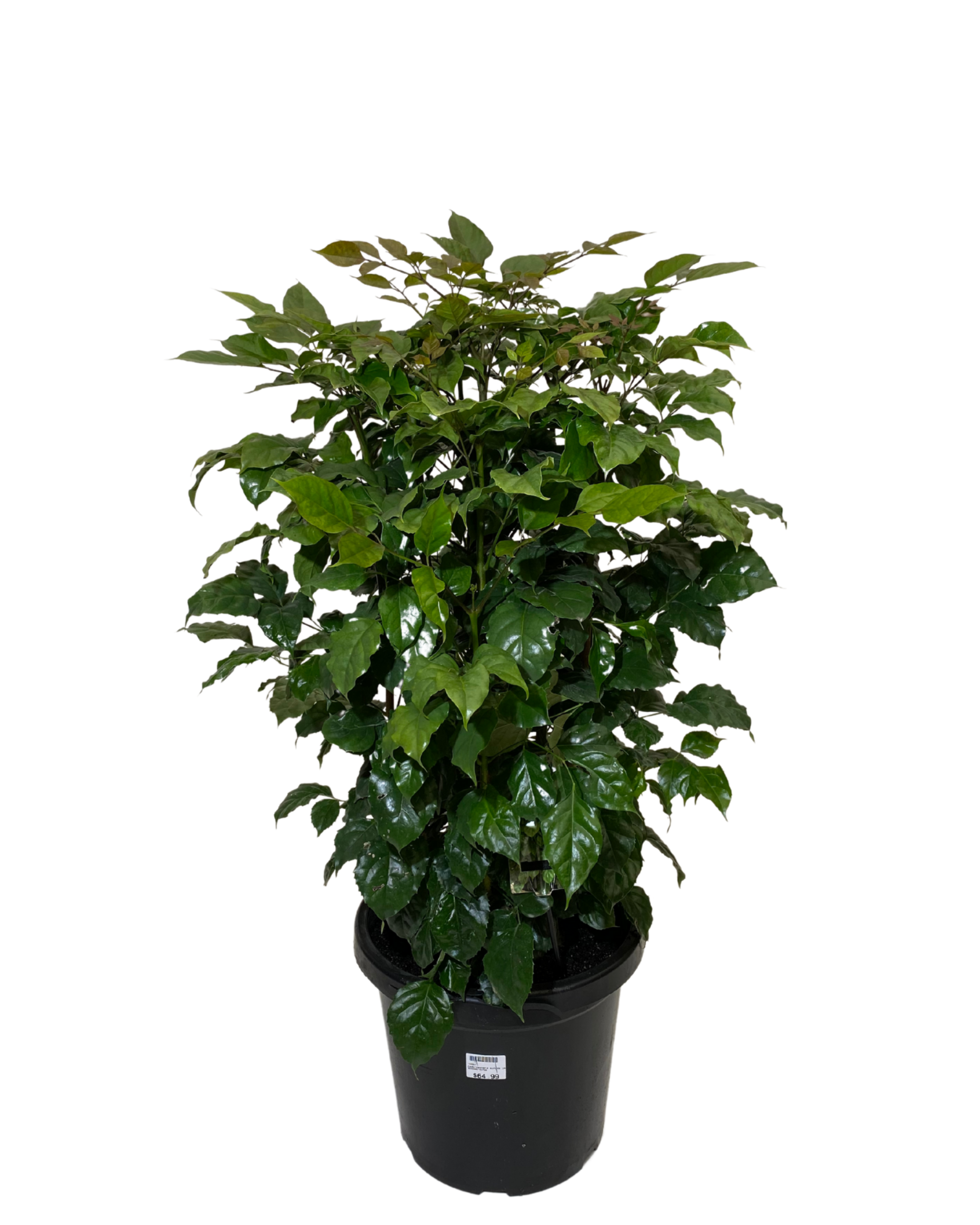 Radermachera Jade Jewel