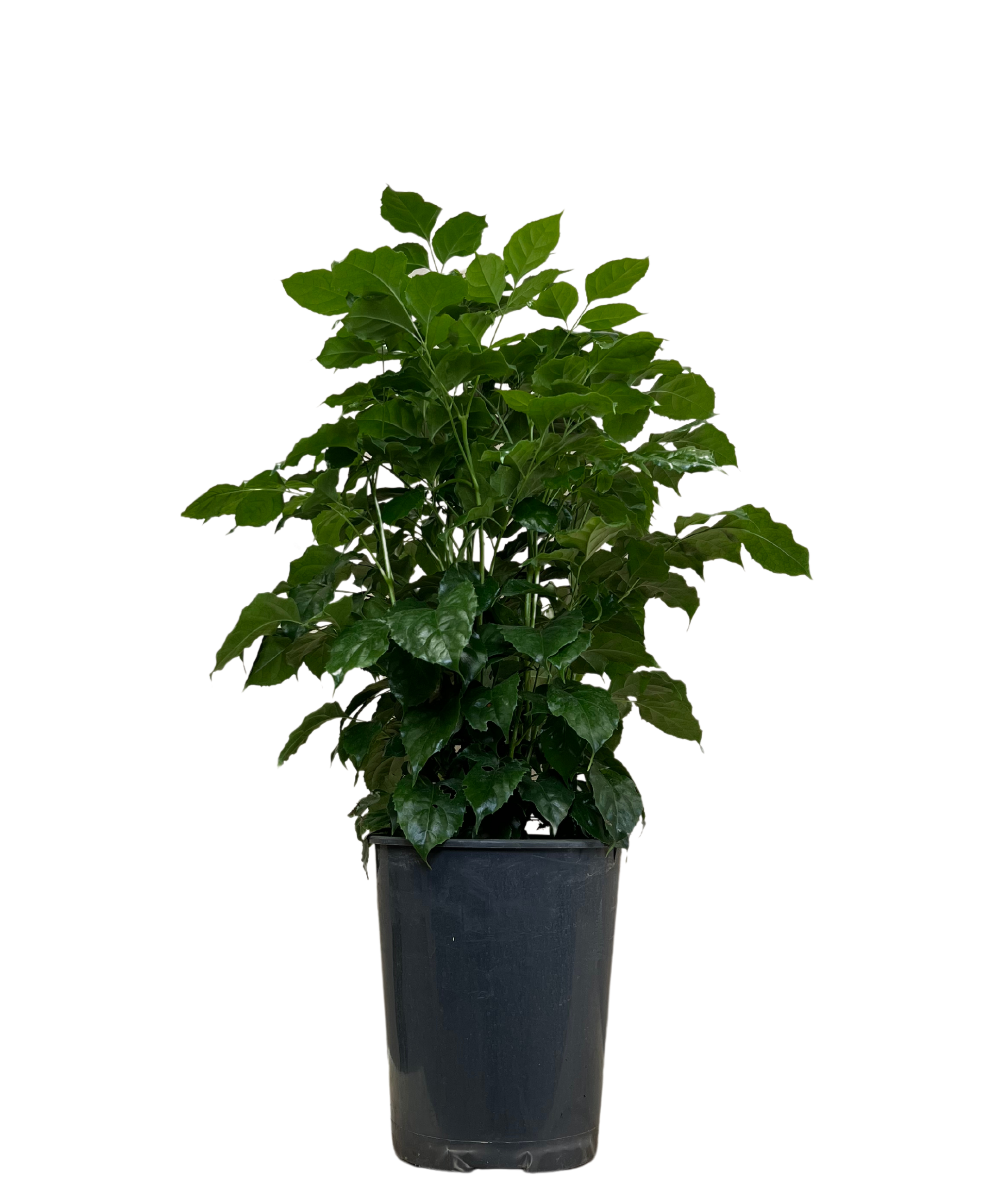 Radermachera Jade Jewel