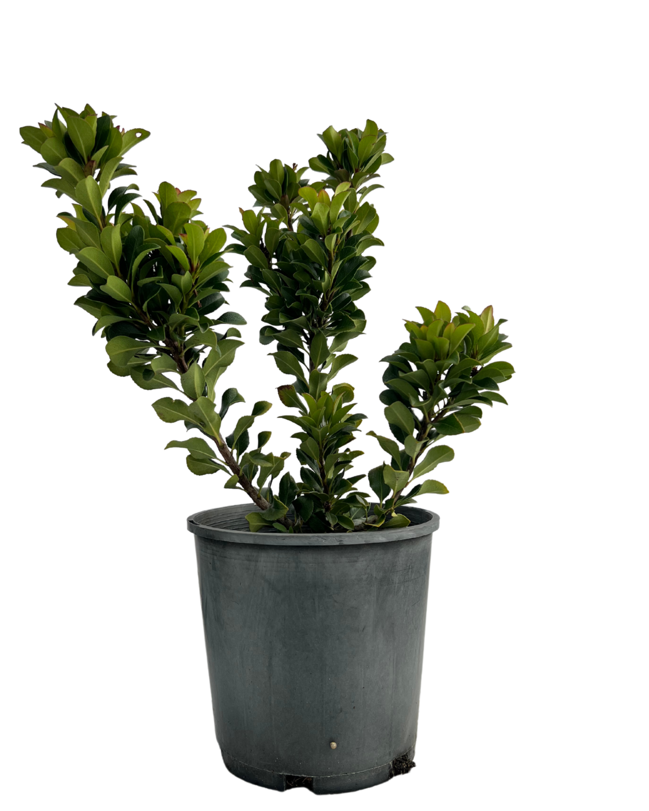 Rhaphiolepis Snow Maiden