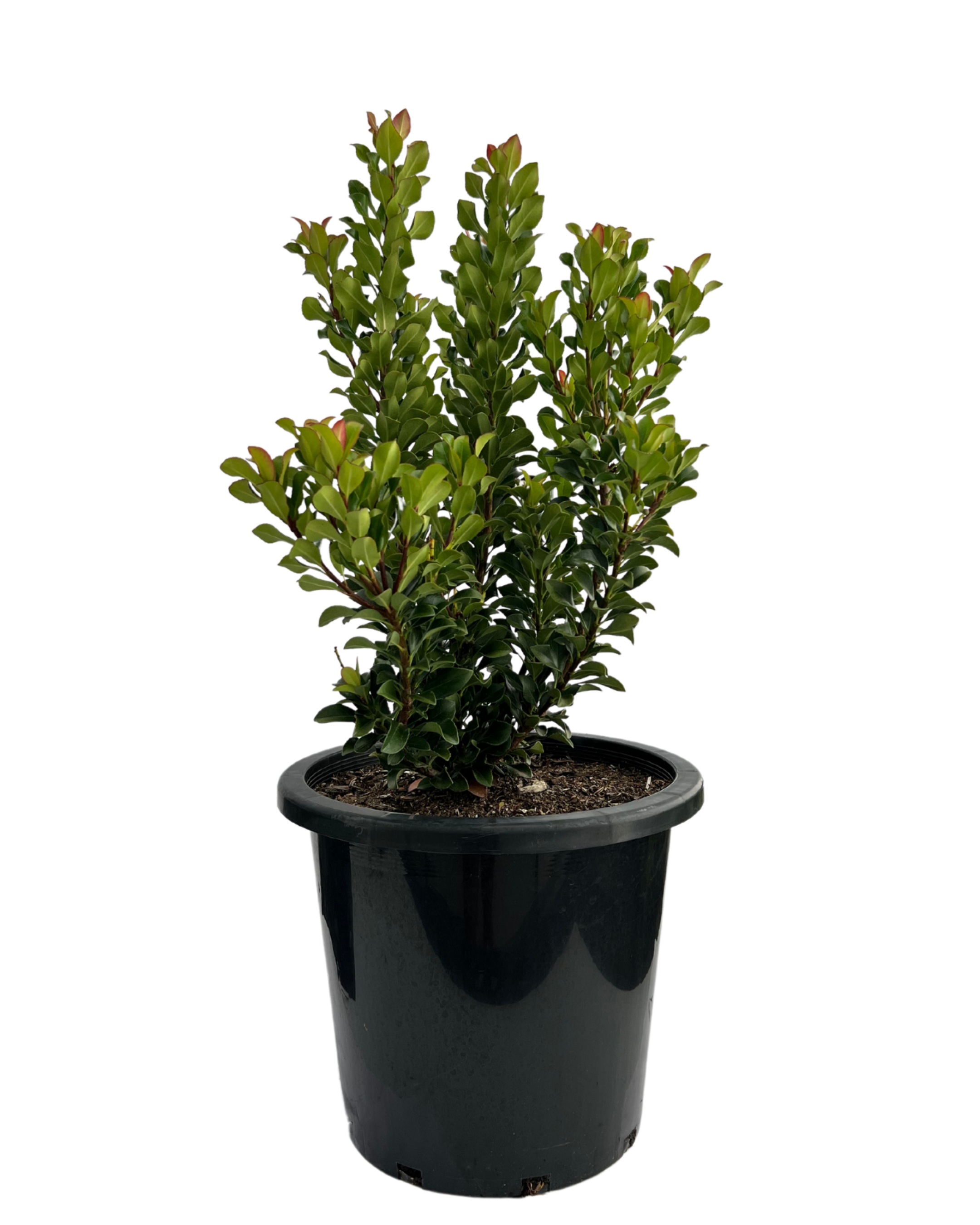 Rhaphiolepis Snow Maiden