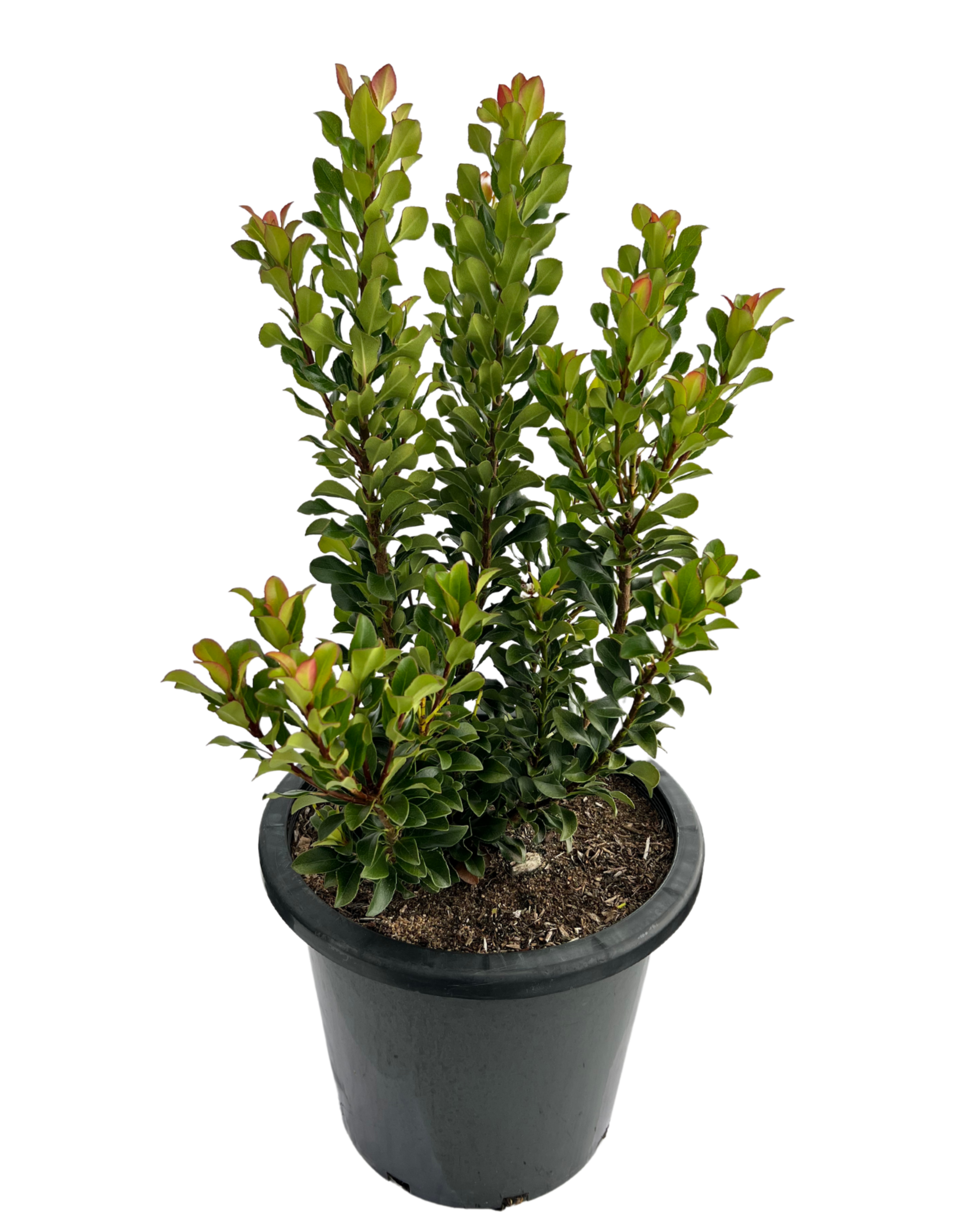 Rhaphiolepis Snow Maiden