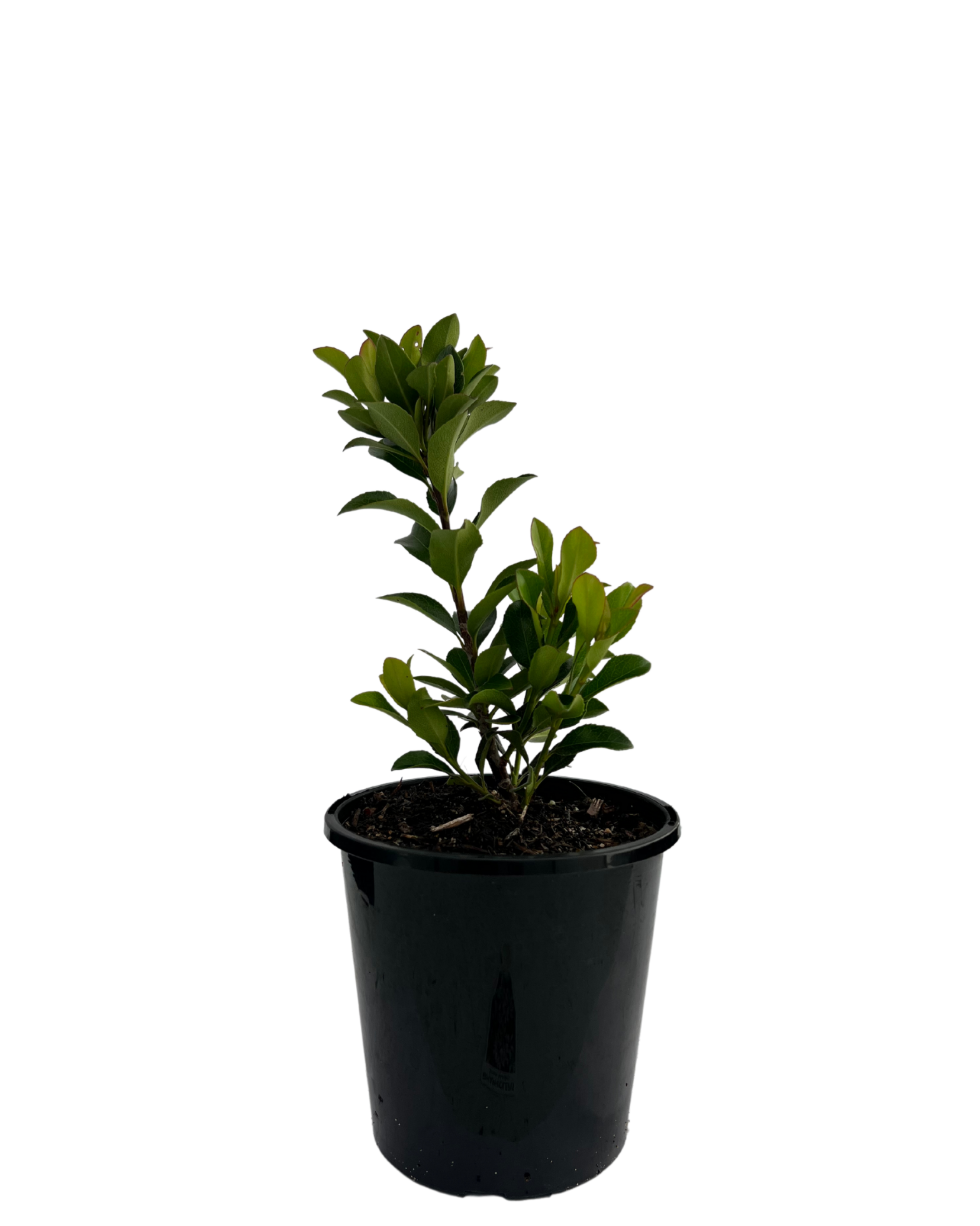 Rhaphiolepis Snow Maiden