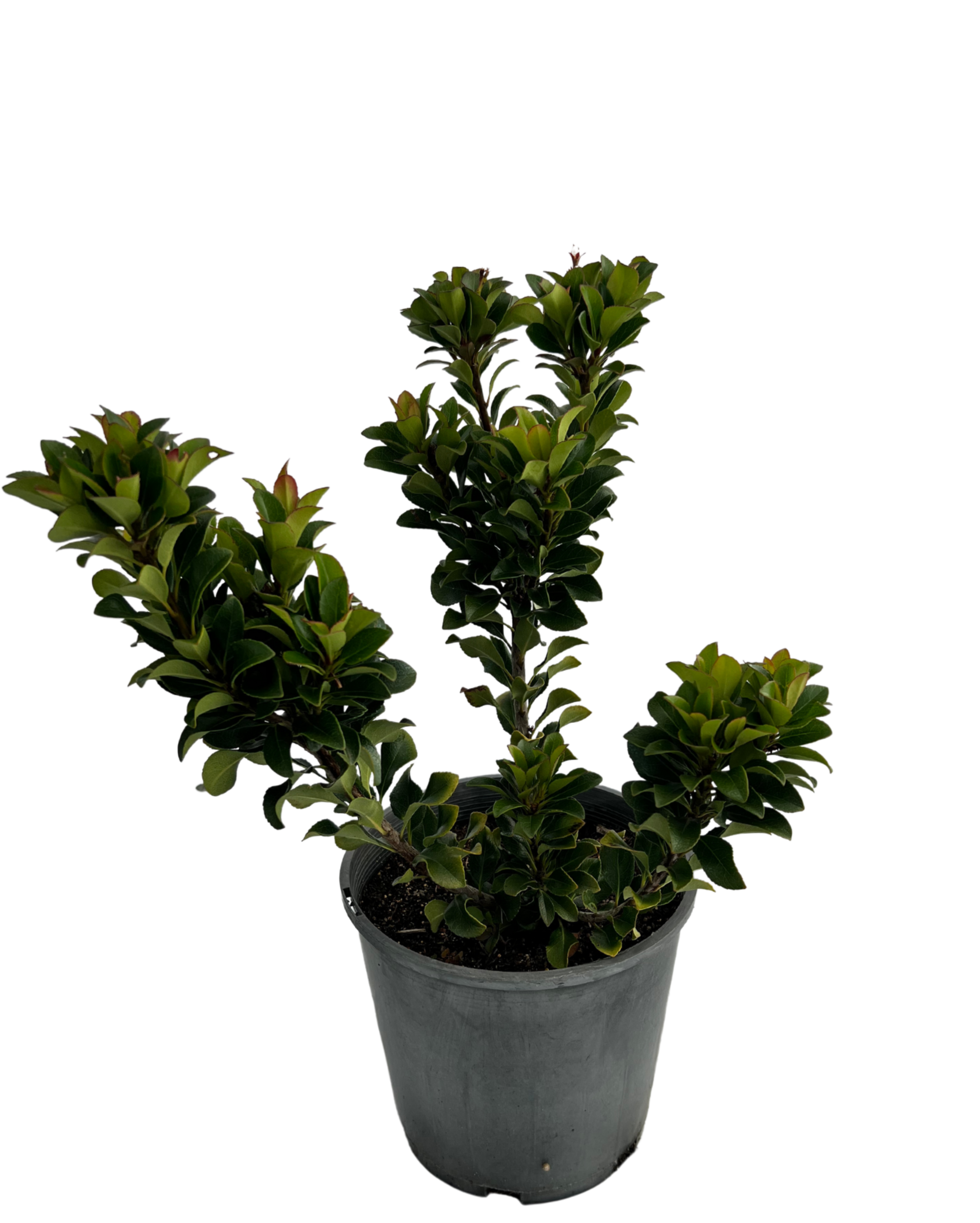 Rhaphiolepis Snow Maiden