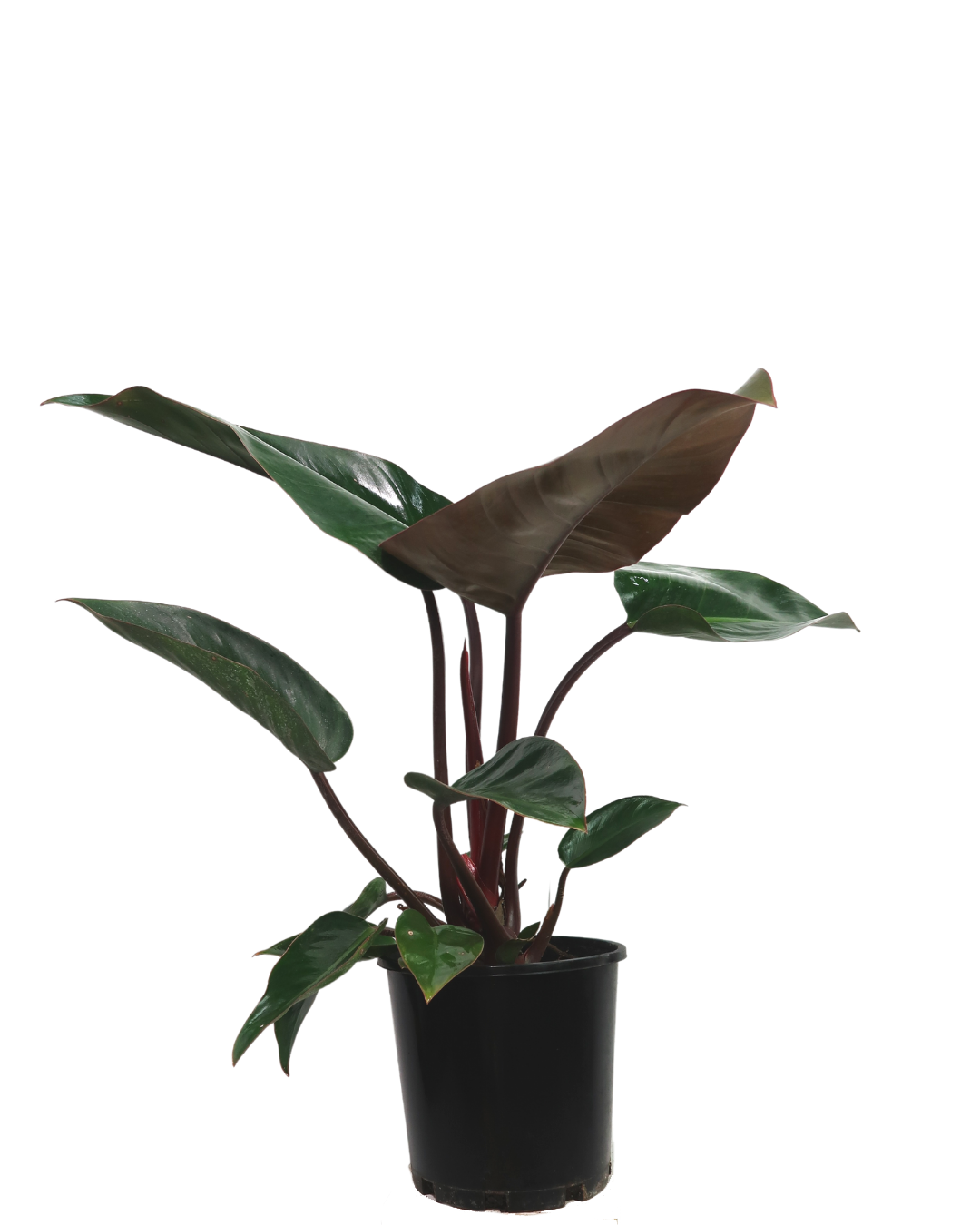 Philodendron Rojo Congo