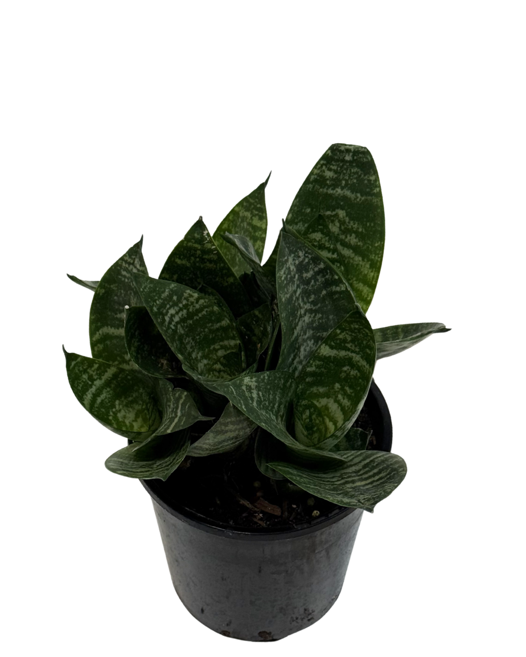 Sansevieria Hahnii