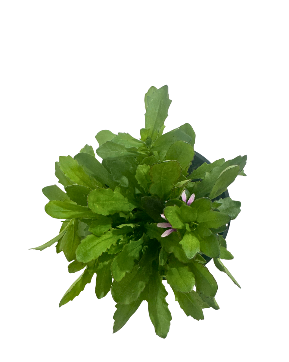 Scaevola Aussie Salute Pink in a 130mm pot, viewed from above