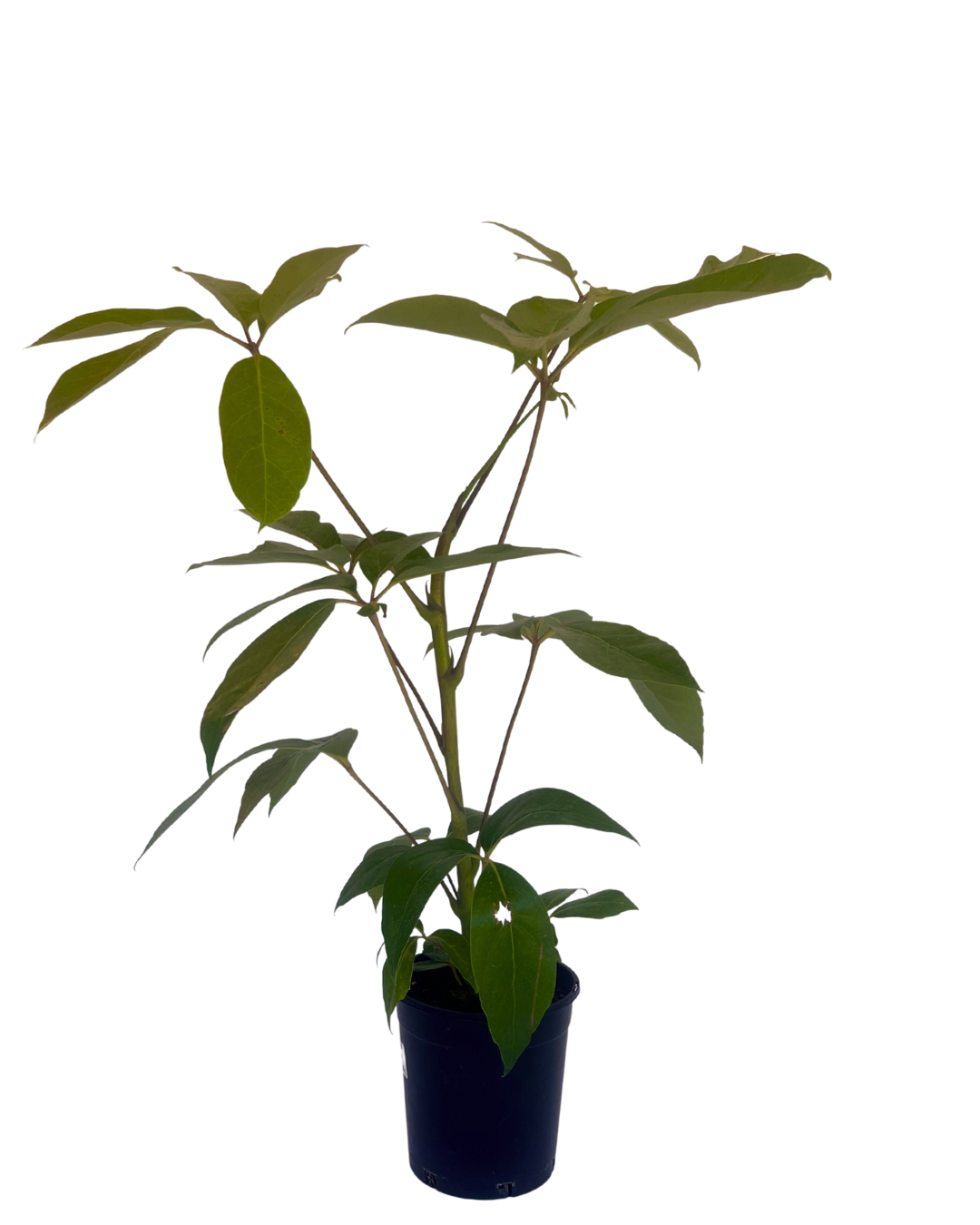 Queensland Umbrella Tree - Schefflera Amate