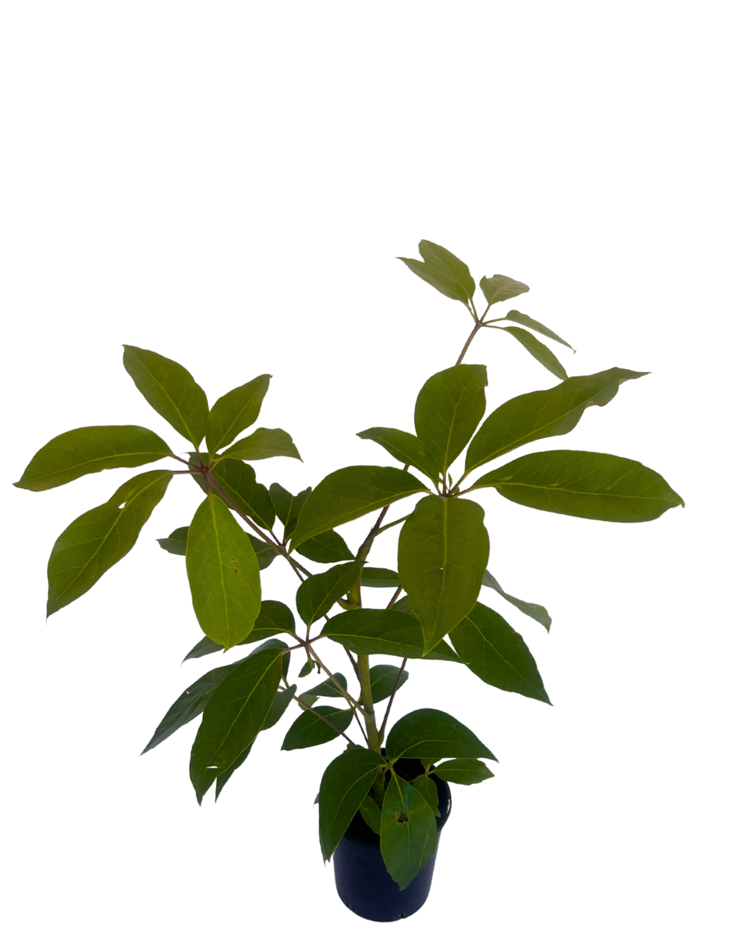 Queensland Umbrella Tree - Schefflera Amate