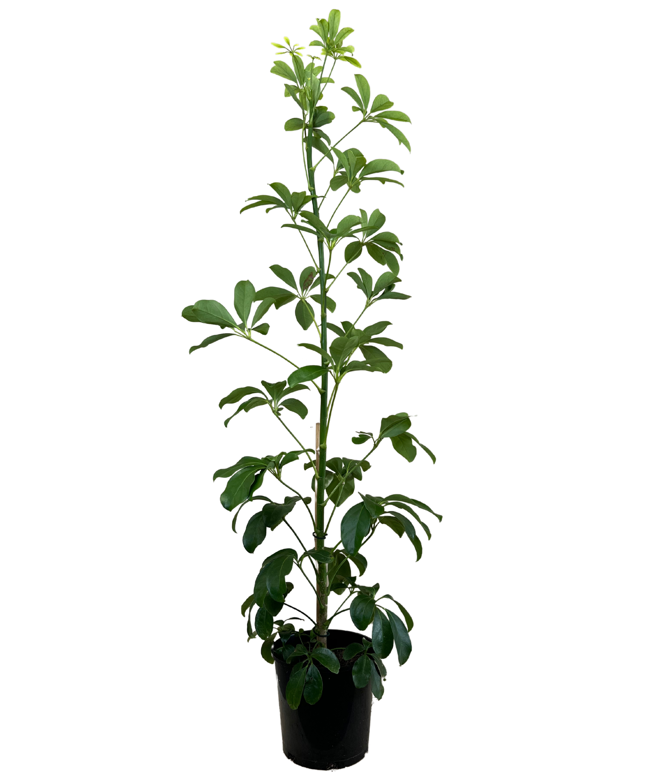 Dwarf Umbrella Tree - Schefflera Arboricola