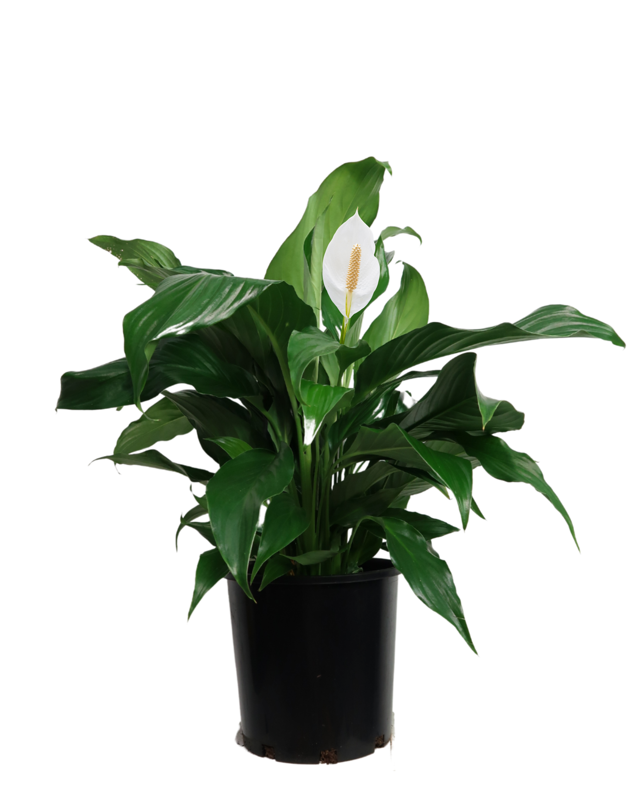 Peace Lily - Spathiphyllum Sweet Romano