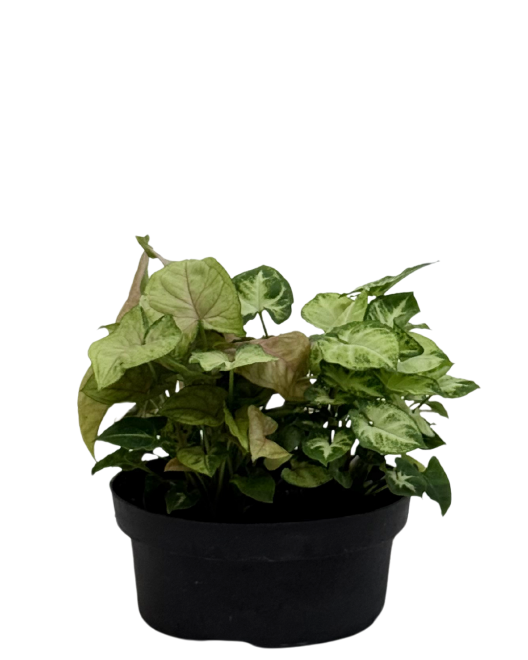 Syngonium Bowl