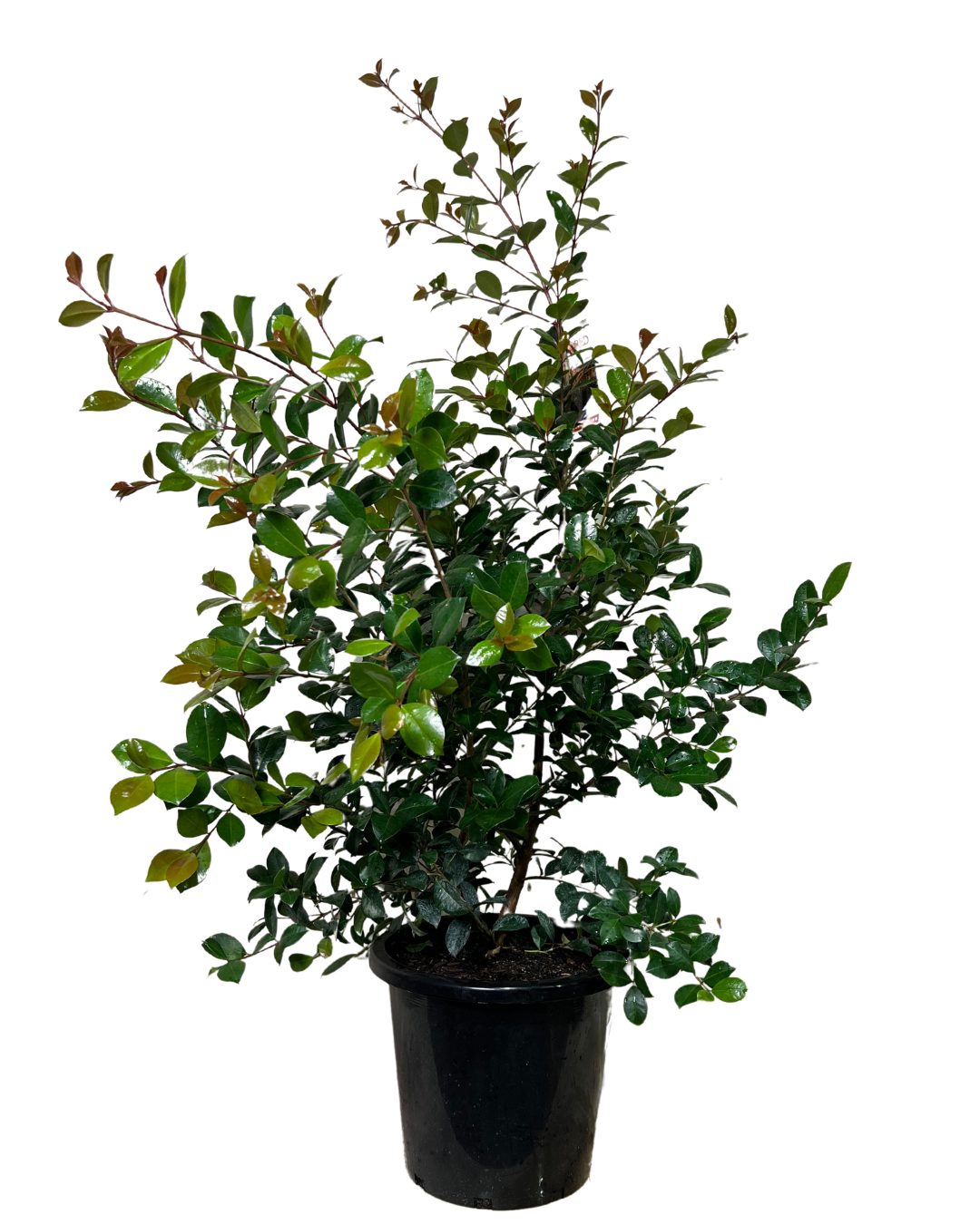 Syzygium Big Red