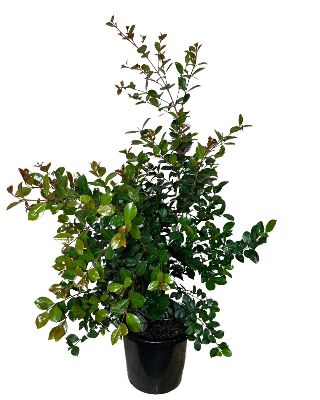 Syzygium Big Red