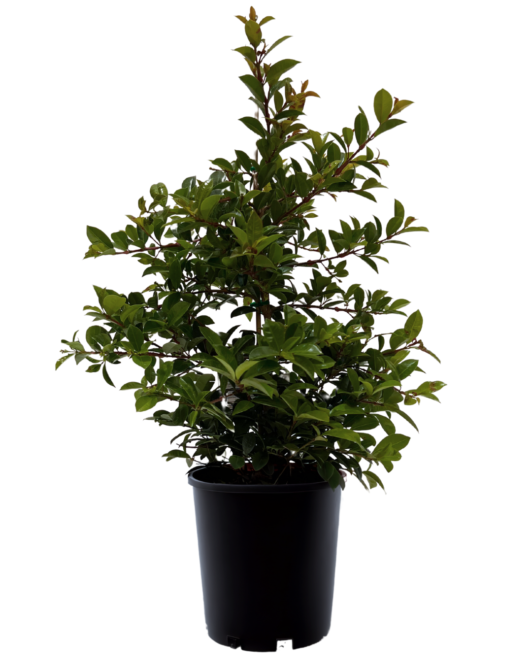 Syzygium Australe Pinnacle