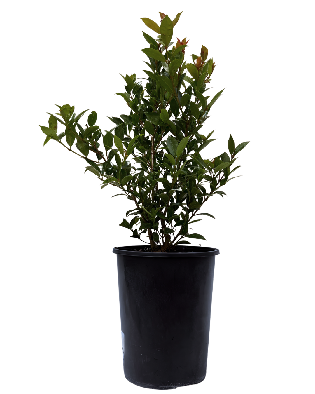 Syzygium Australe Hinterland Gold