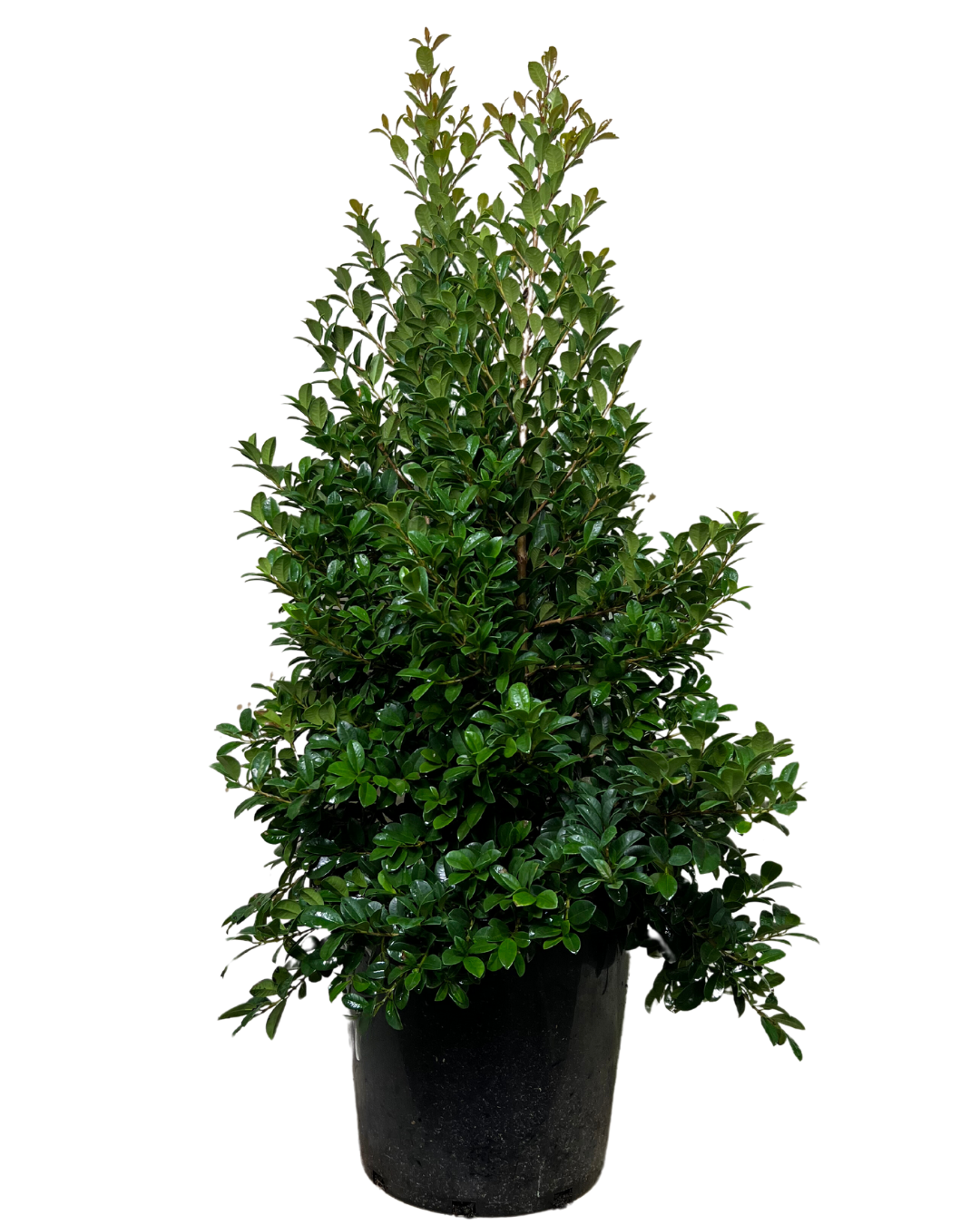 Lilly Pilly - Syzygium Pinnacle