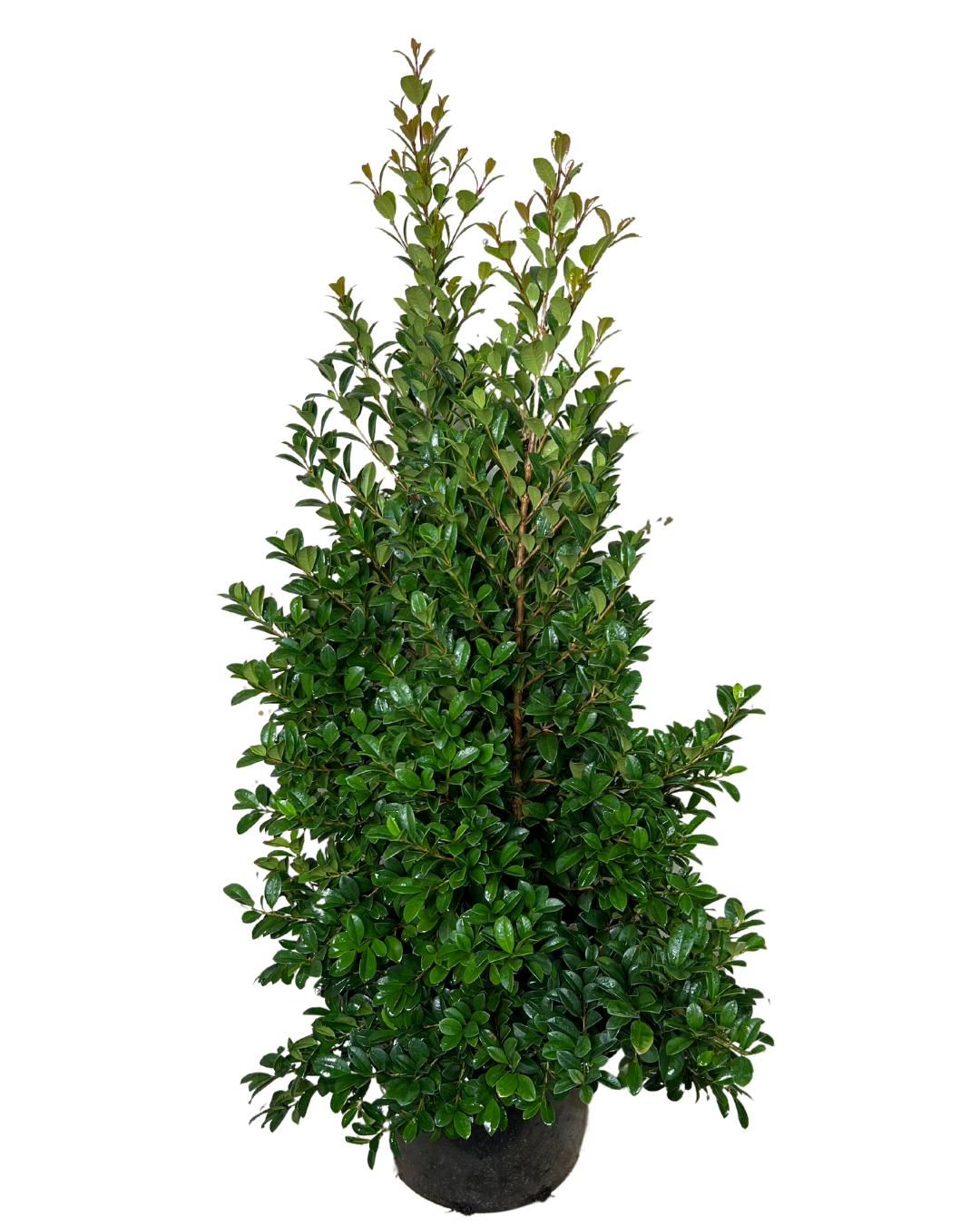 Lilly Pilly - Syzygium Pinnacle