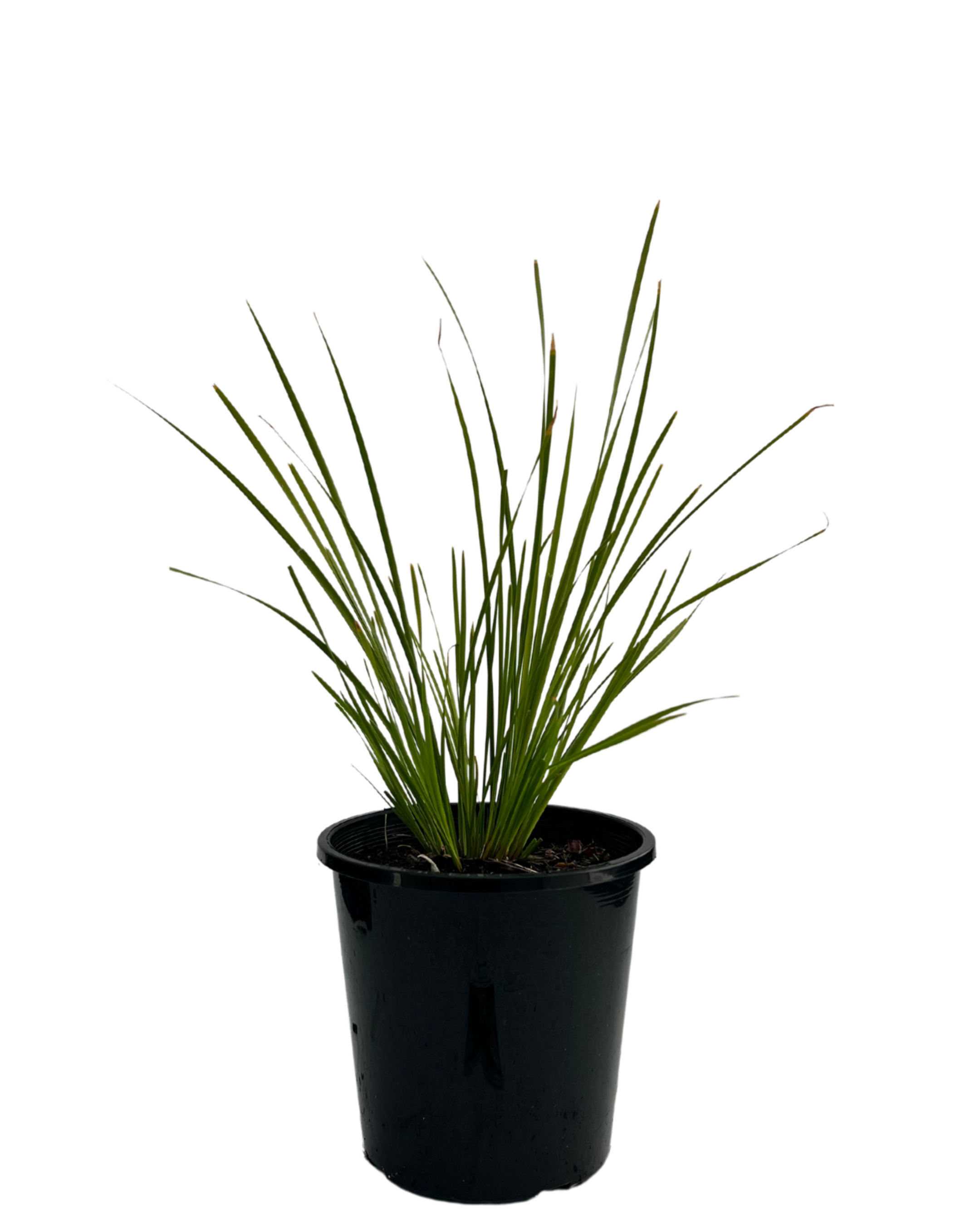 Lomandra Tanika