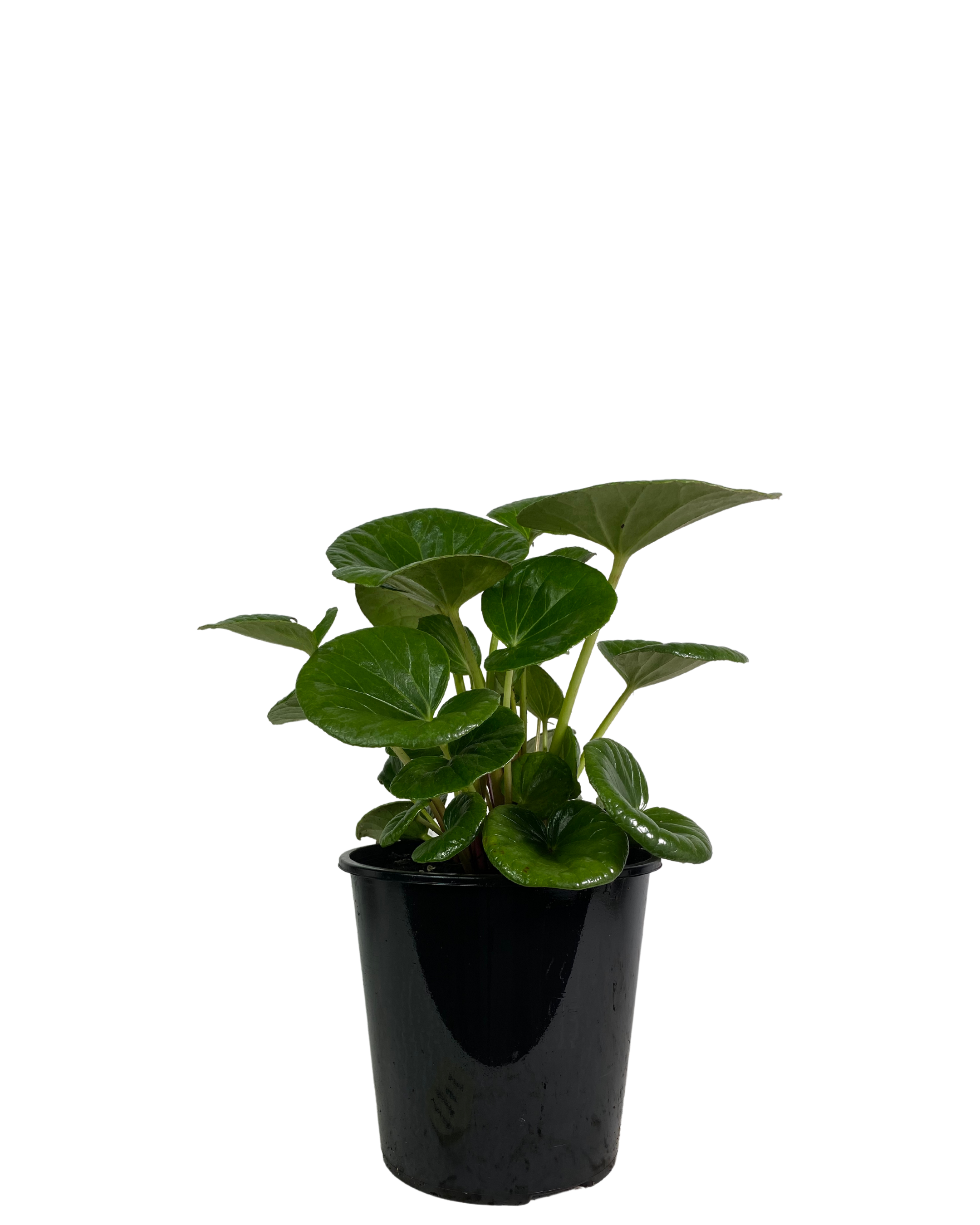 Tractor Seat Plant - Ligularia Dentata Reniformis