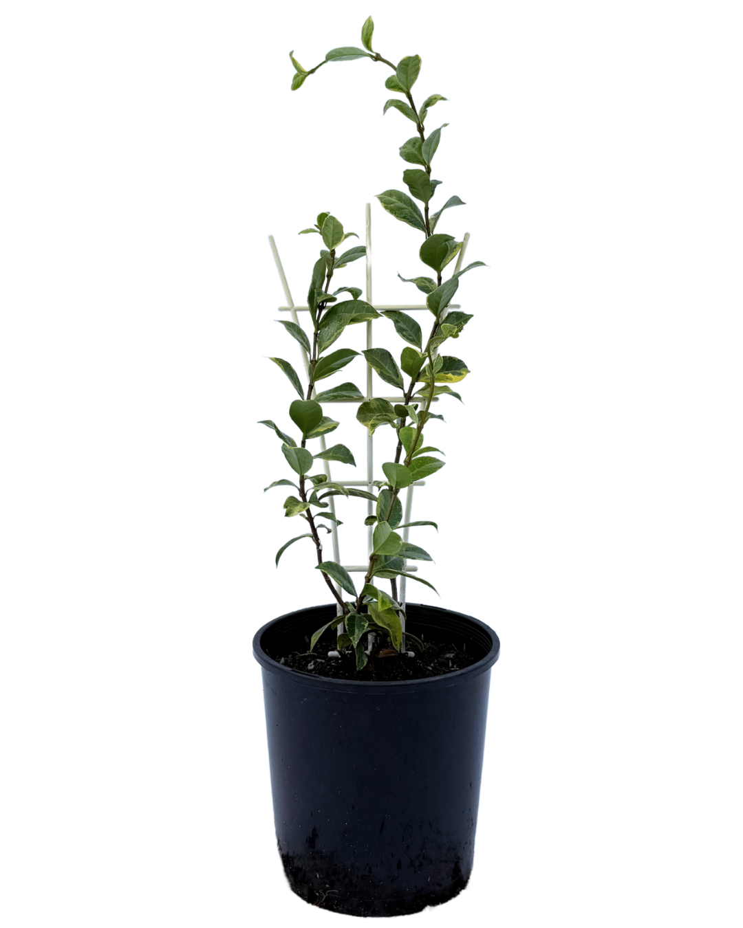 Trachelospermum Sun Lover