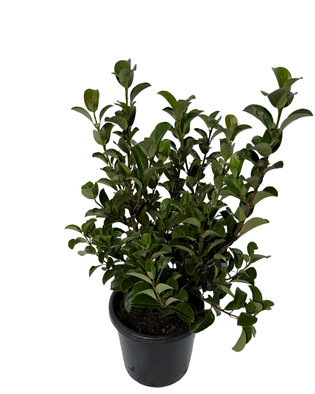 Viburnum Quick Fence