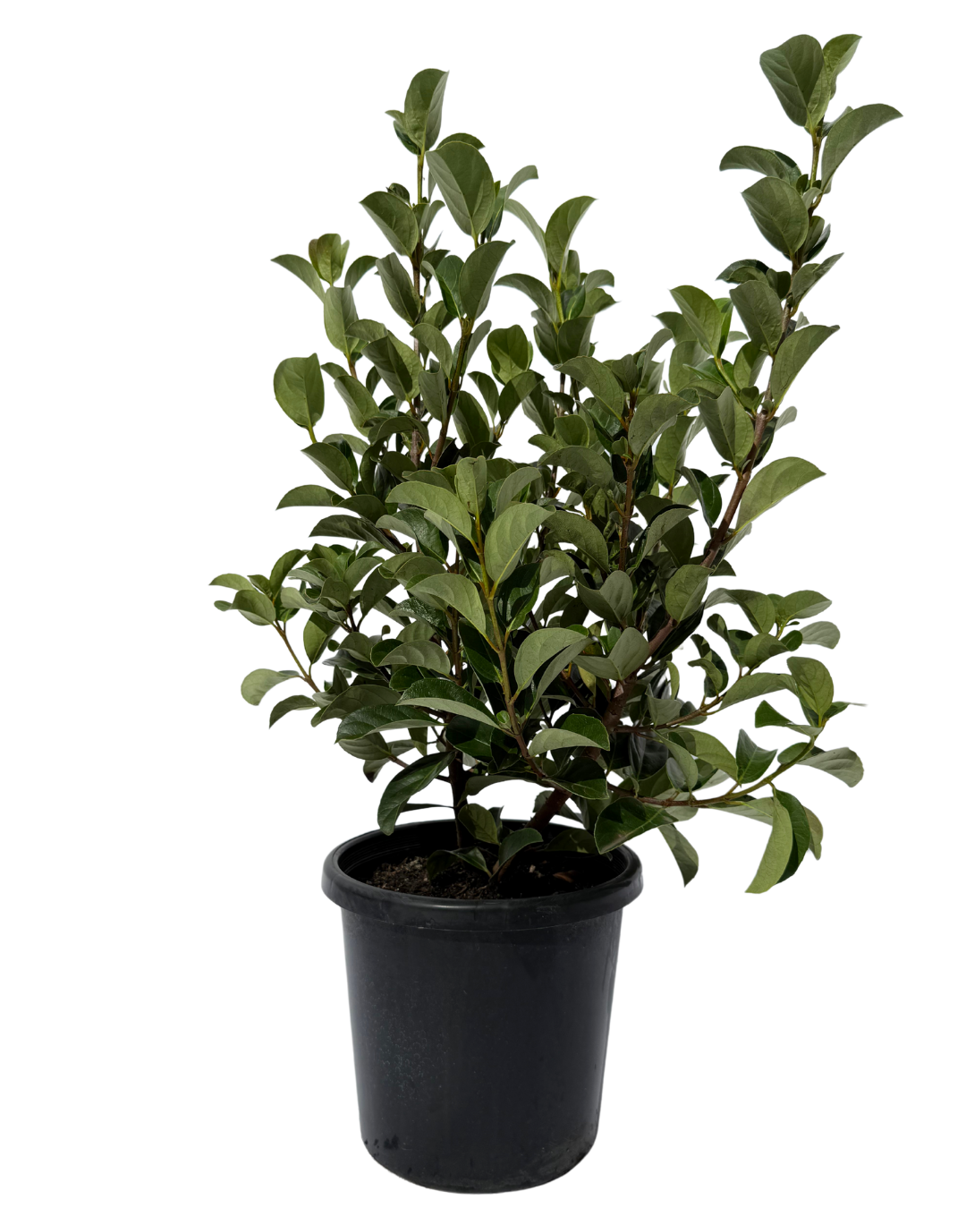 Viburnum Quick Fence