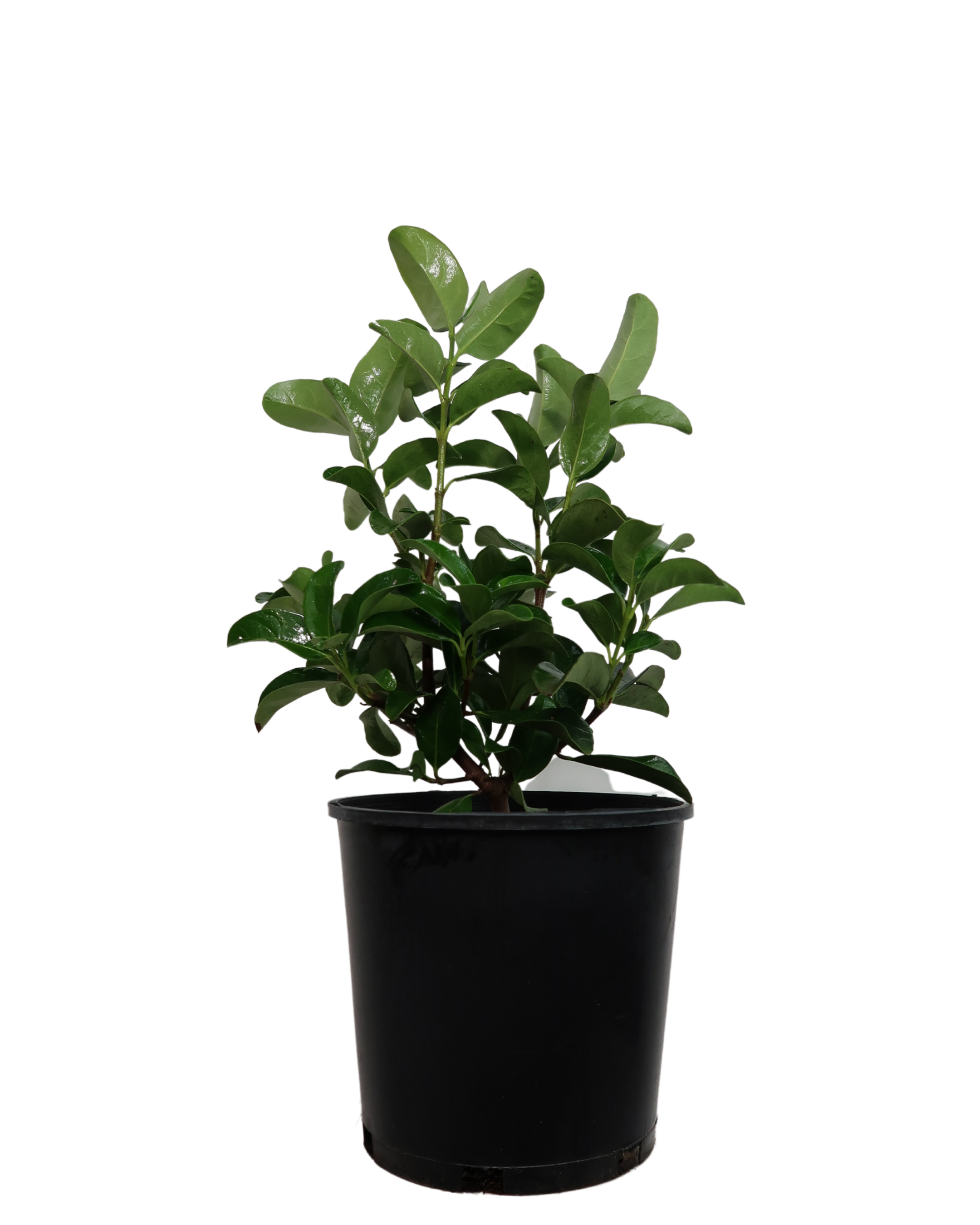 Viburnum Odoratissimum